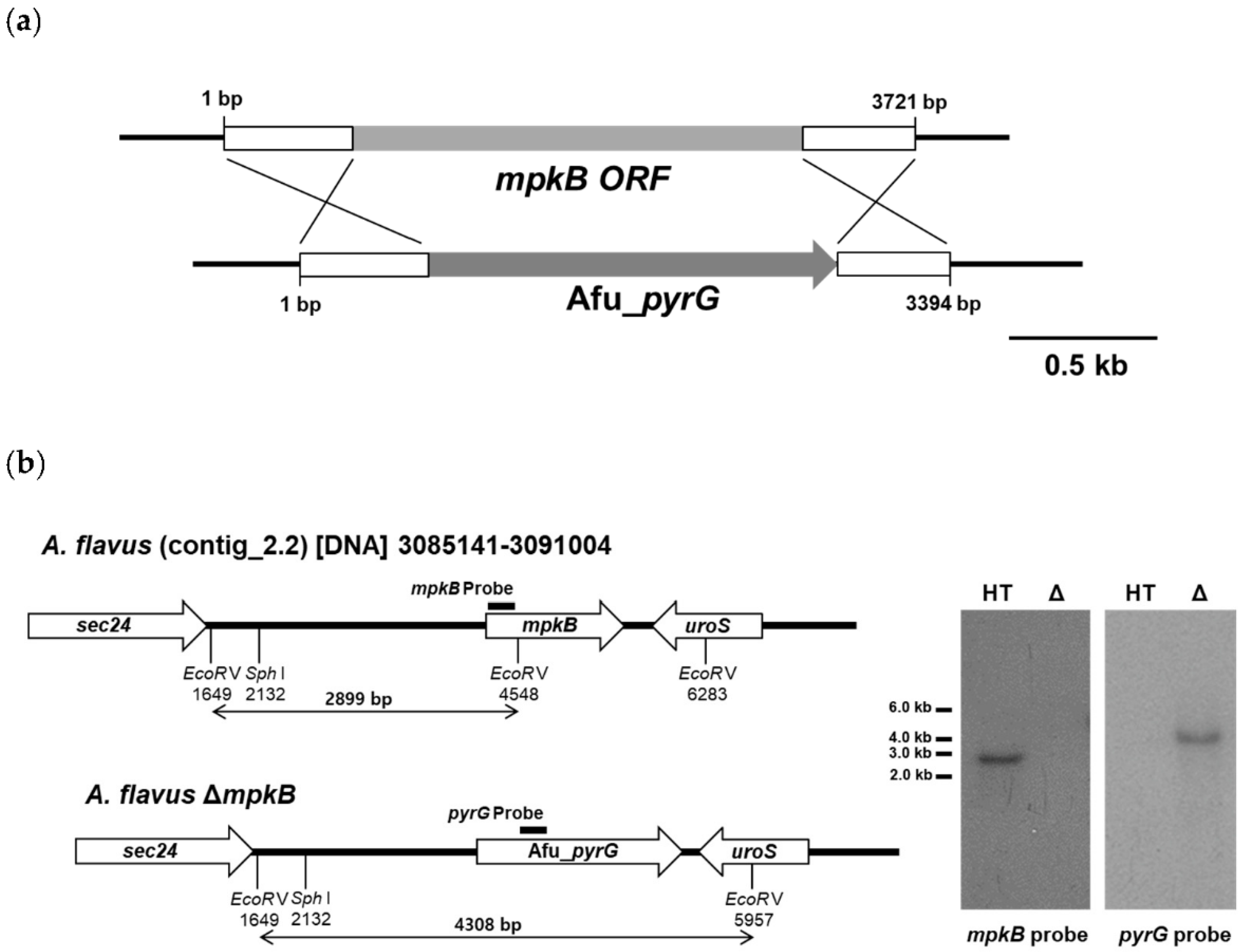 Jof 06 00289 g001 Jof 06 00289 g001