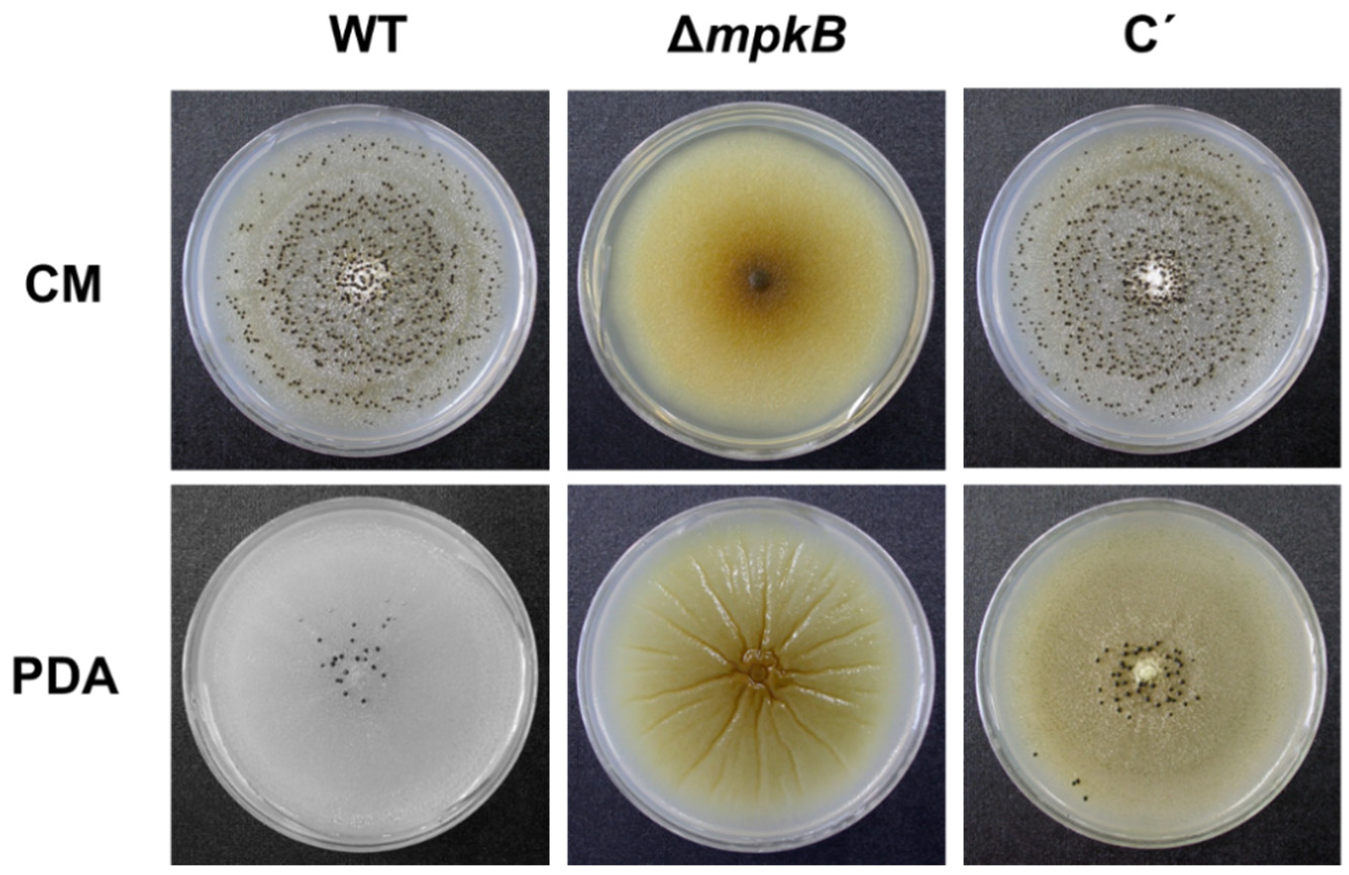 Jof 06 00289 g003 Jof 06 00289 g003