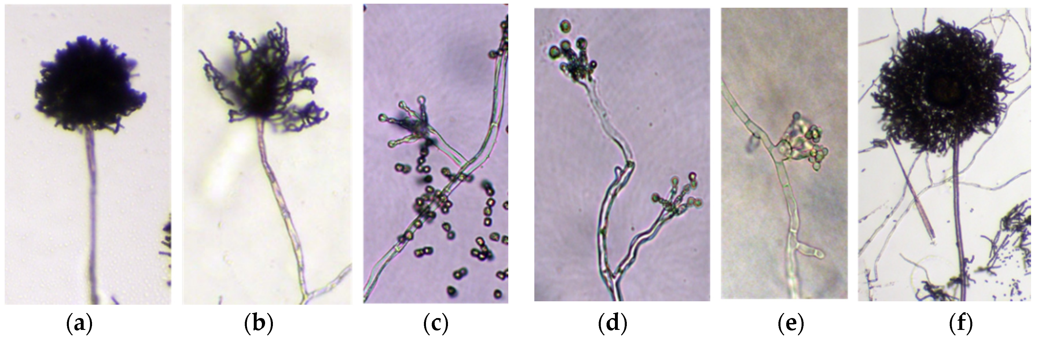 Jof 06 00289 g004 Jof 06 00289 g004