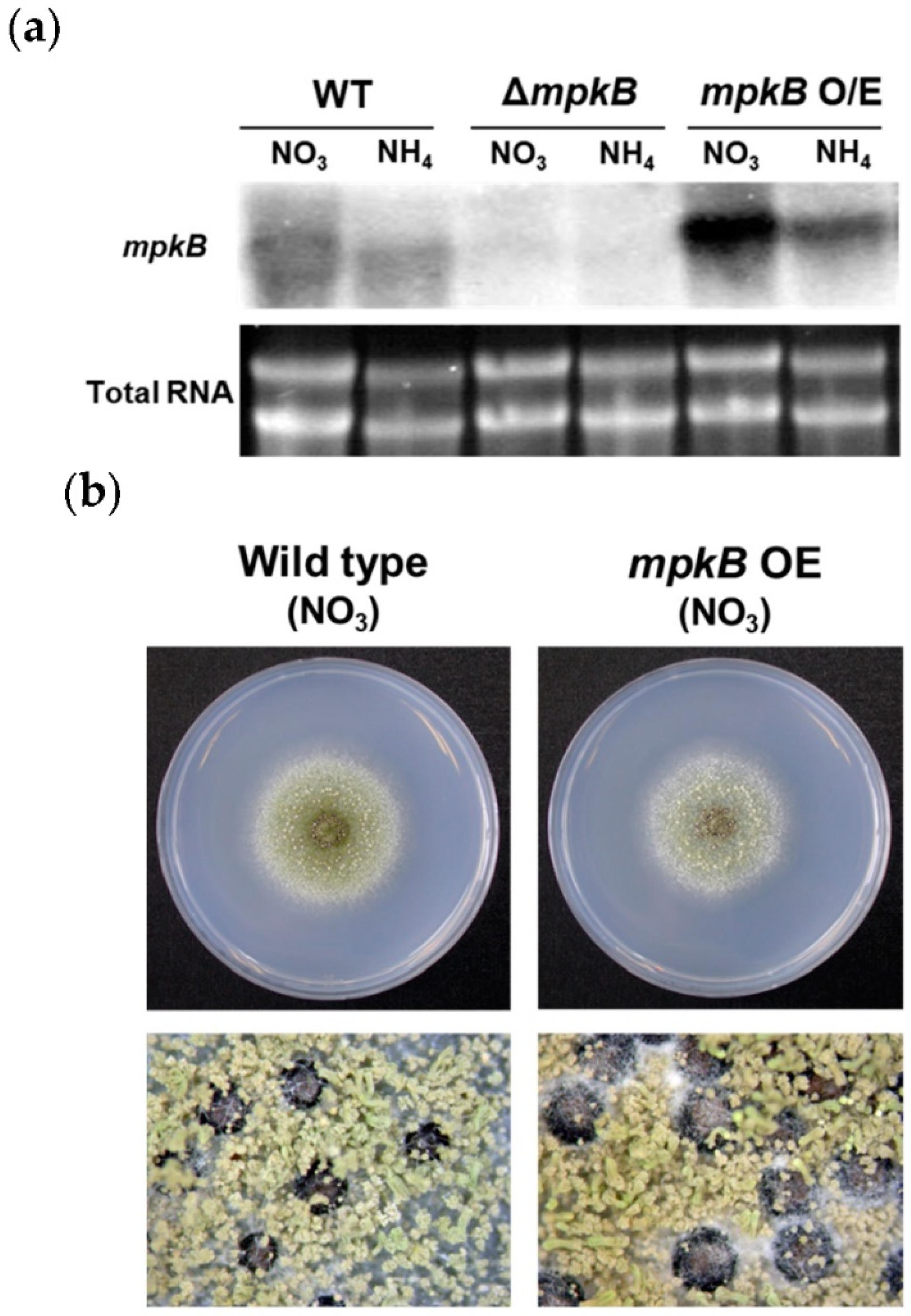 Jof 06 00289 g006 Jof 06 00289 g006