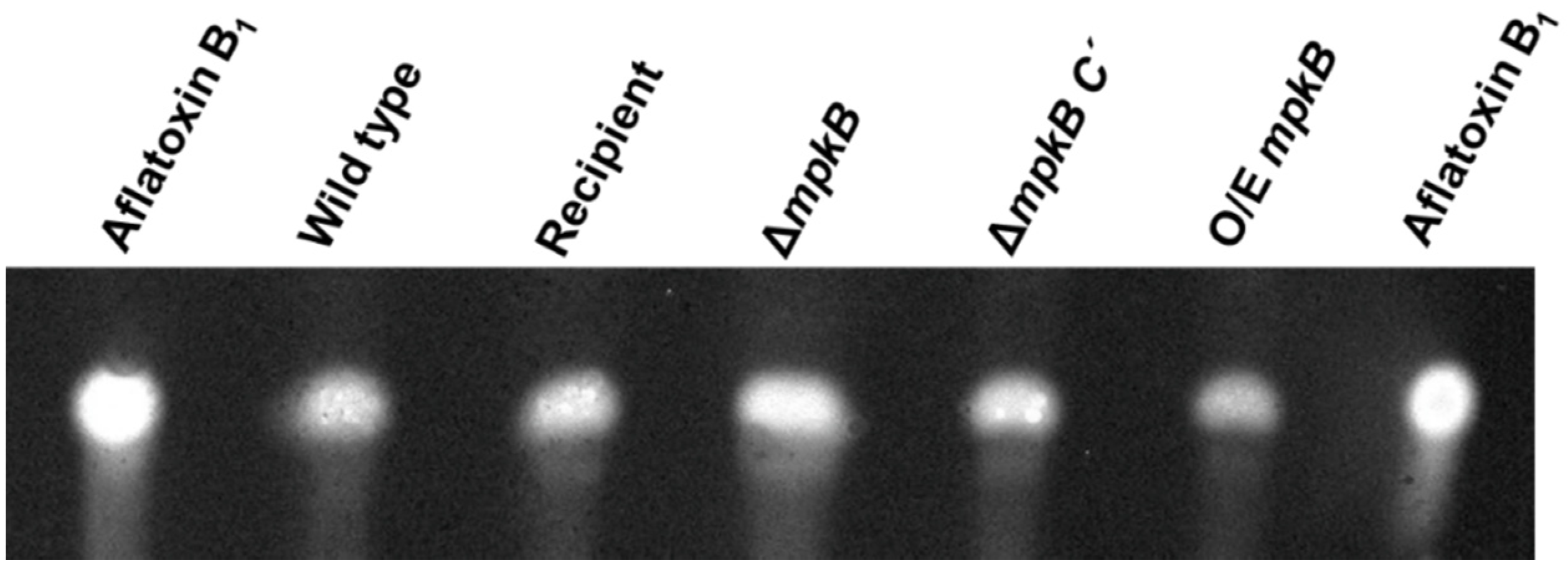 Jof 06 00289 g008 Jof 06 00289 g008