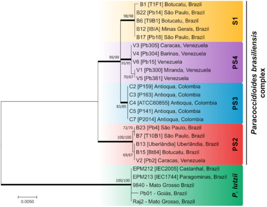 Jof Free Full Text Molecular Tools For Detection And Identification Of Paracoccidioides Species Current Status And Future Perspectives Html