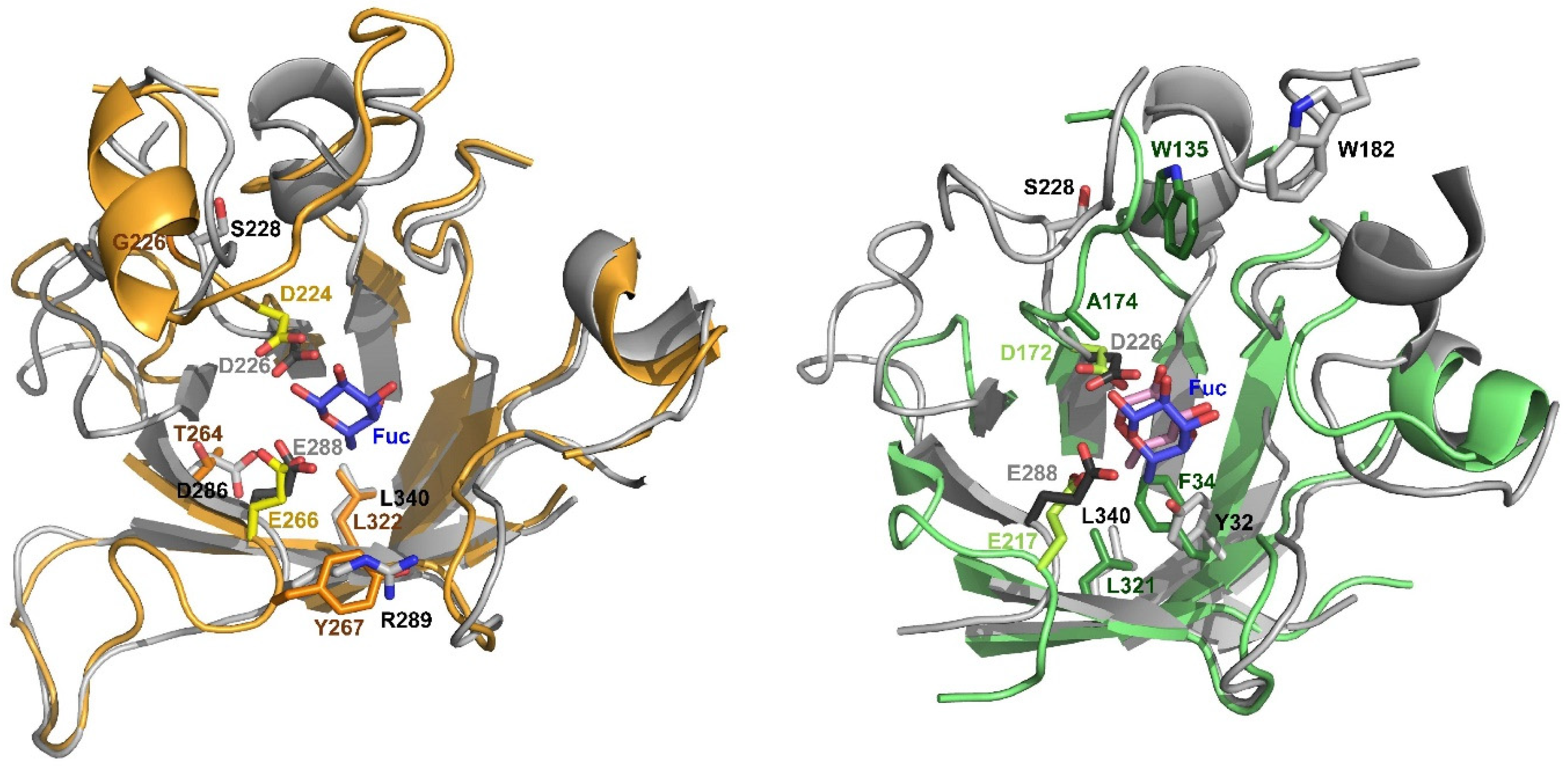 Improved Transglycosylation by a Xyloglucan-Active α-l