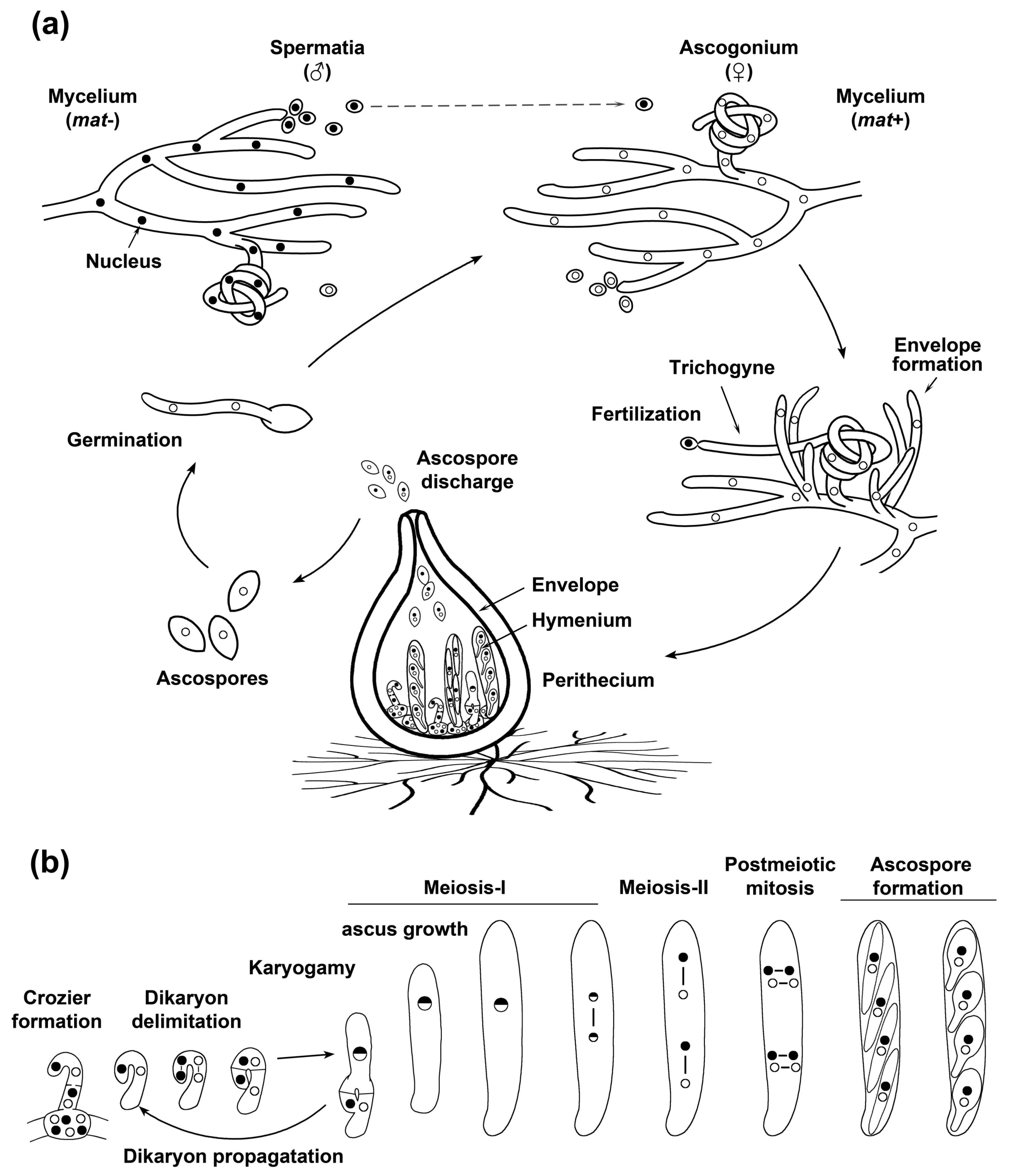 Jof 06 00302 g003 Jof 06 00302 g003
