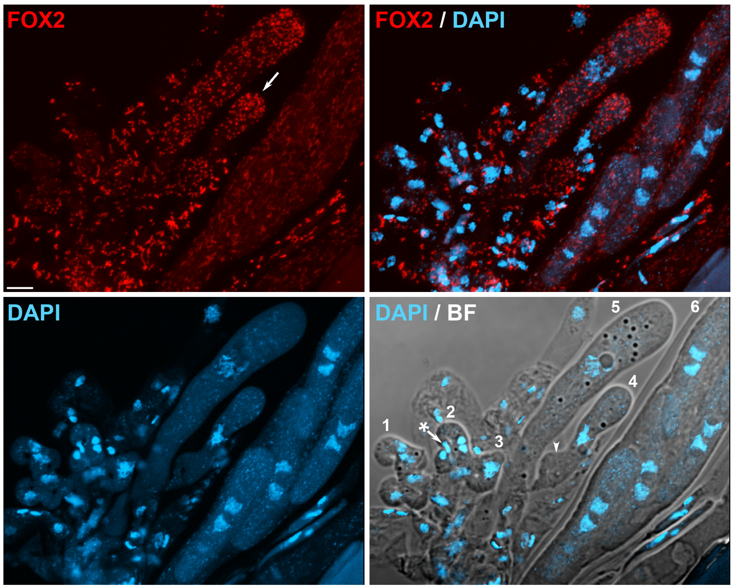 Jof 06 00302 g004 Jof 06 00302 g004
