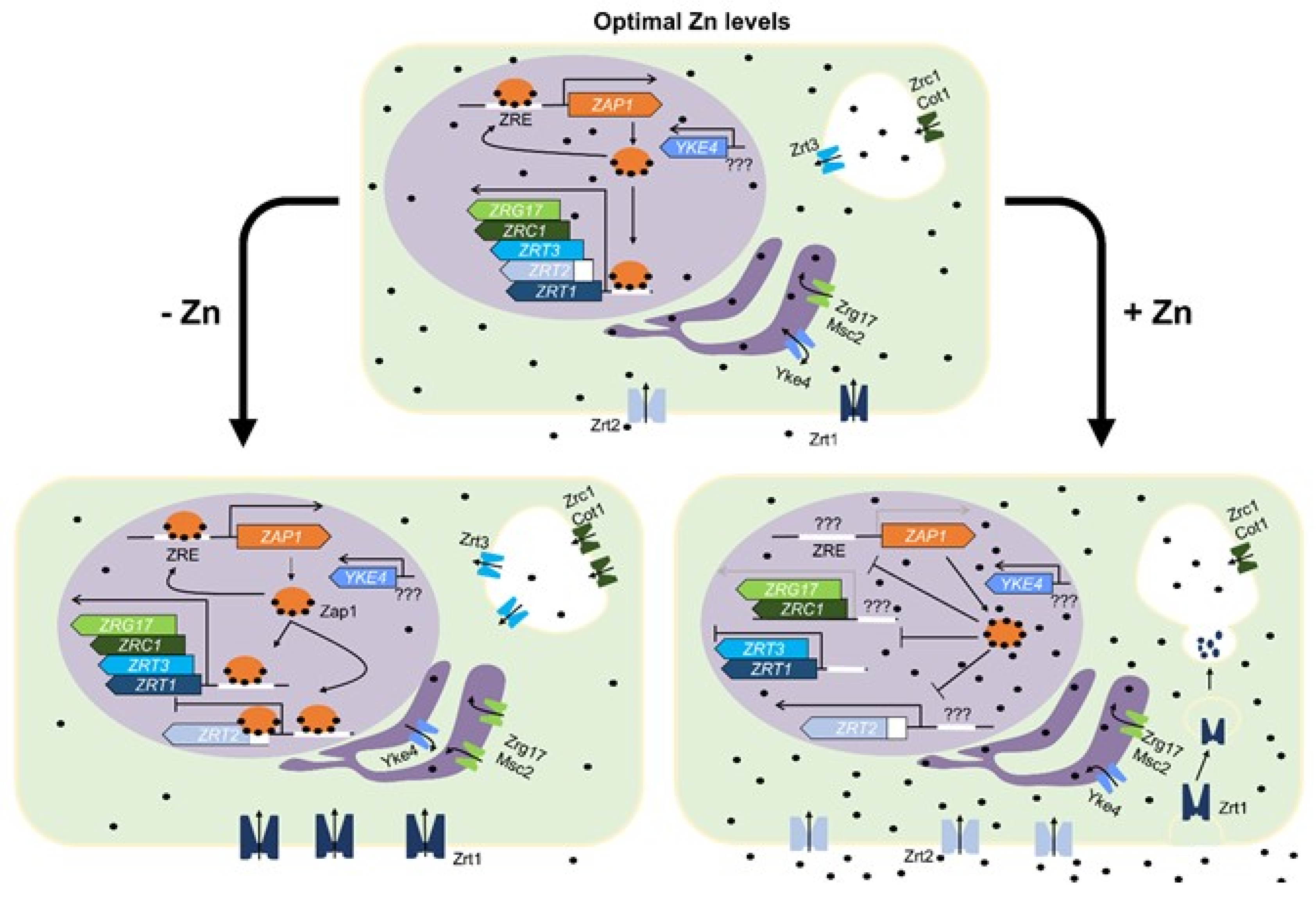 JoF Free FullText Zinc at the HostFungus Interface How to Uptake