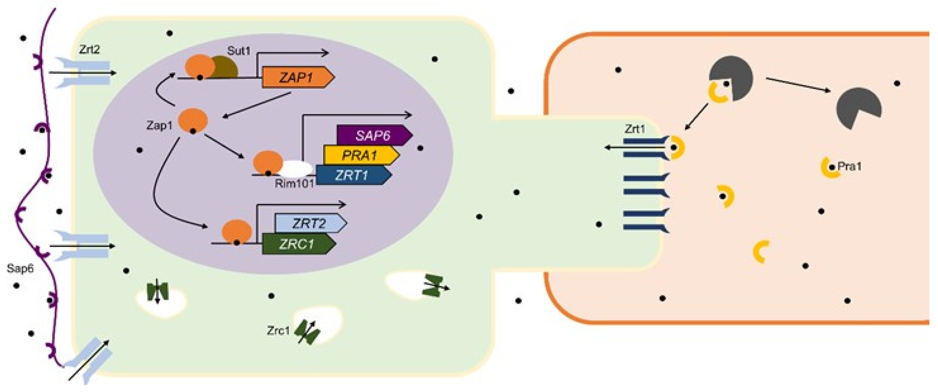 Jof 06 00305 g003 Jof 06 00305 g003
