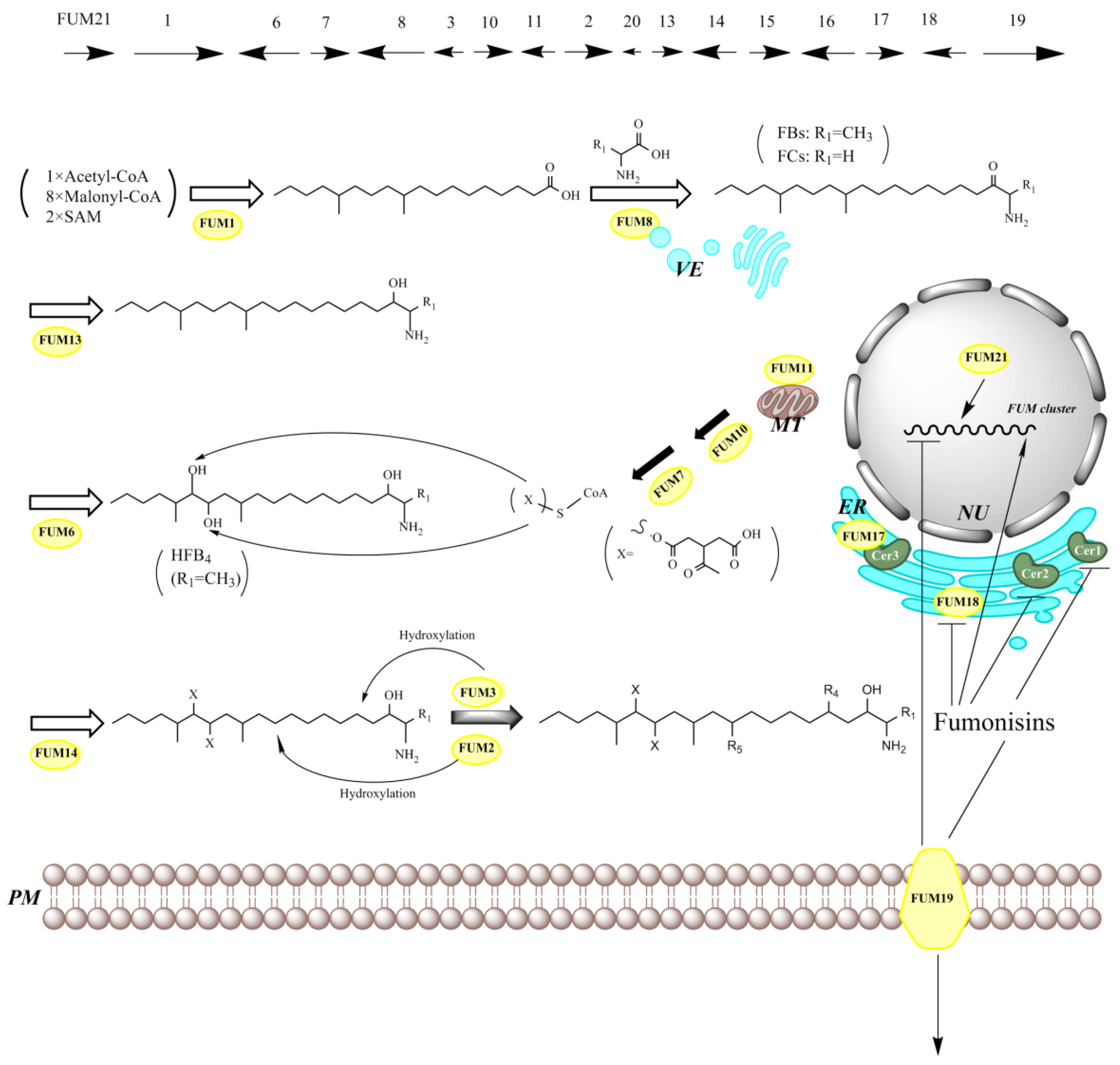 Jof 06 00312 g004 Jof 06 00312 g004