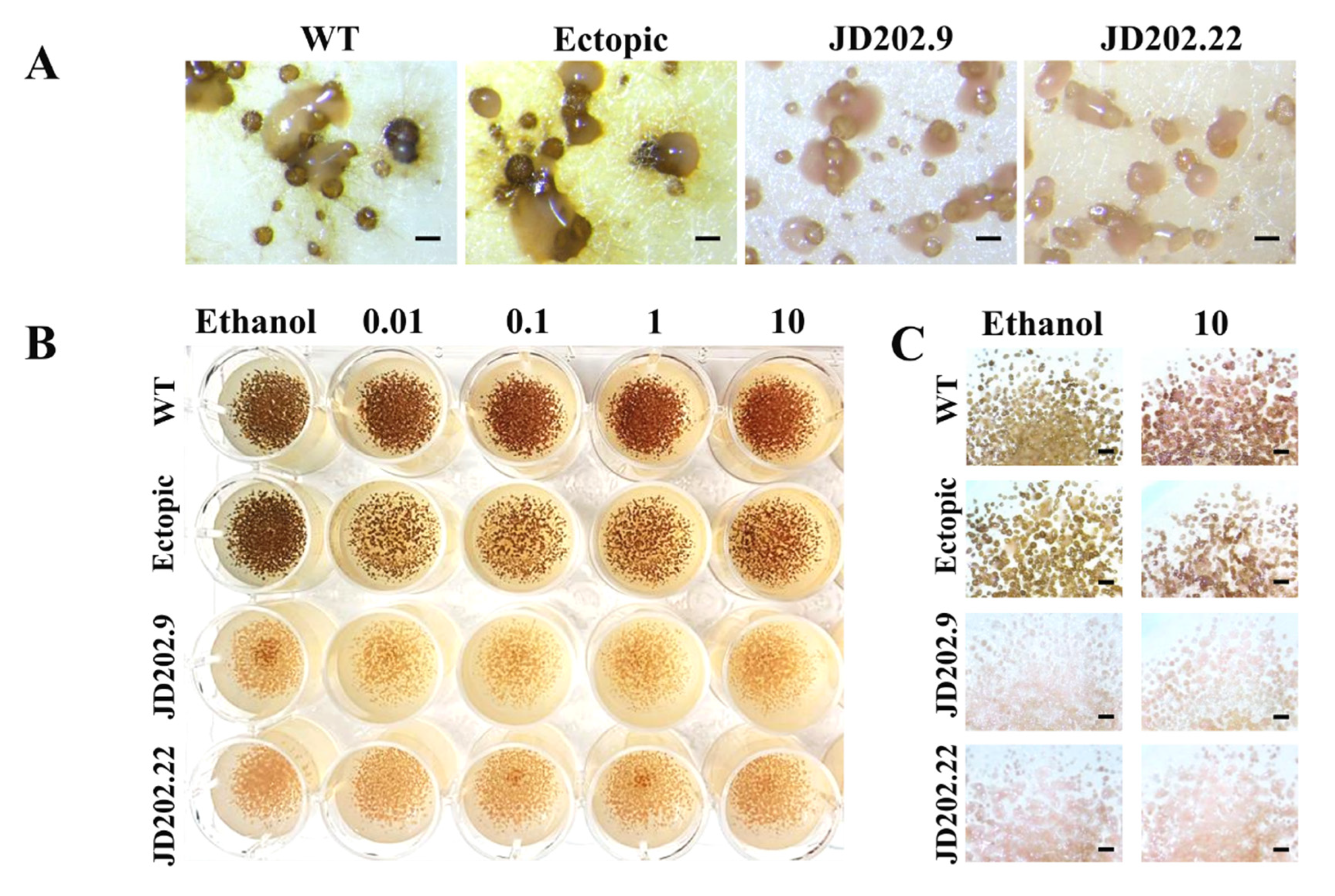 Jof 06 00314 g003 Jof 06 00314 g003