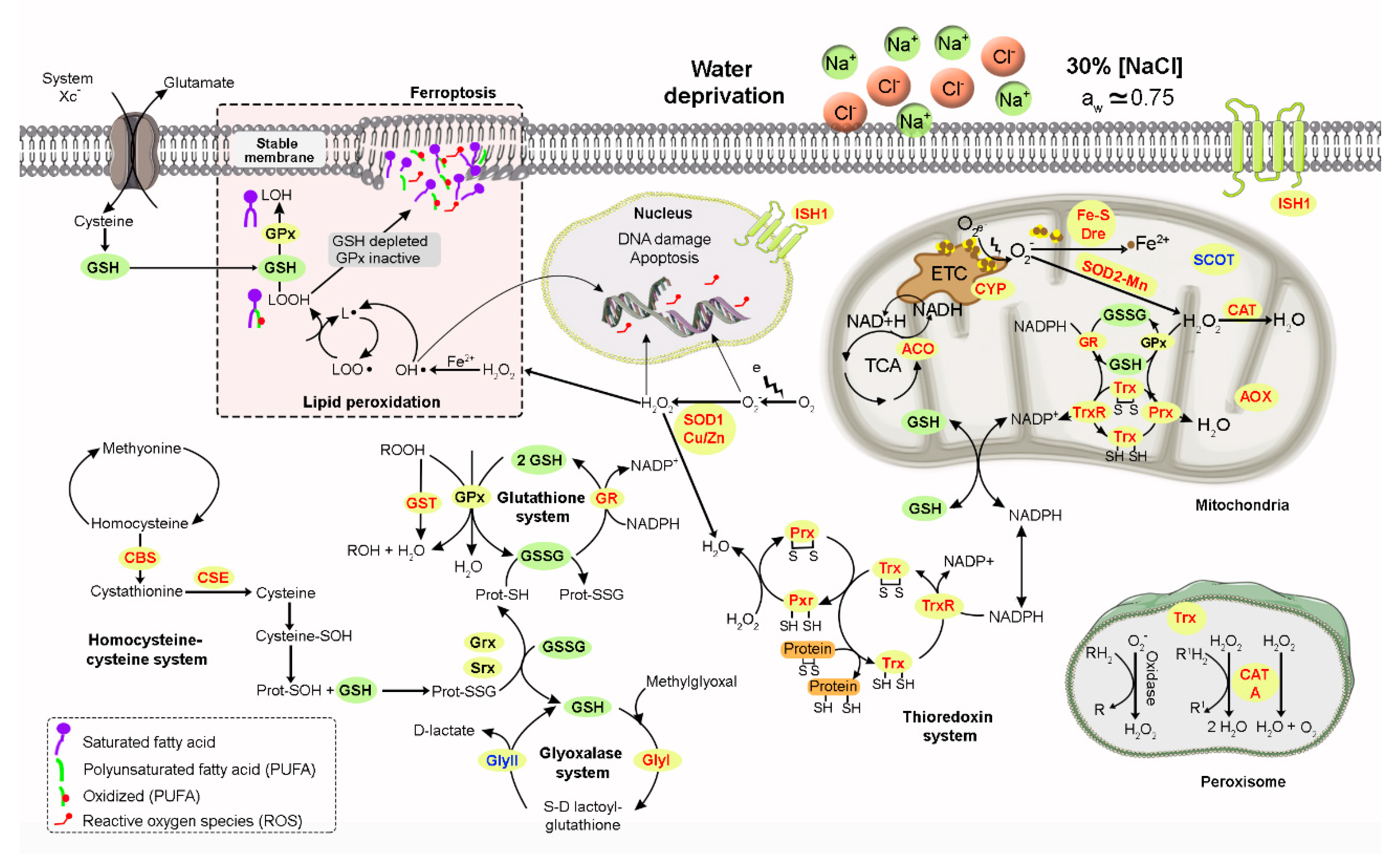 Jof 06 00316 g006 Jof 06 00316 g006