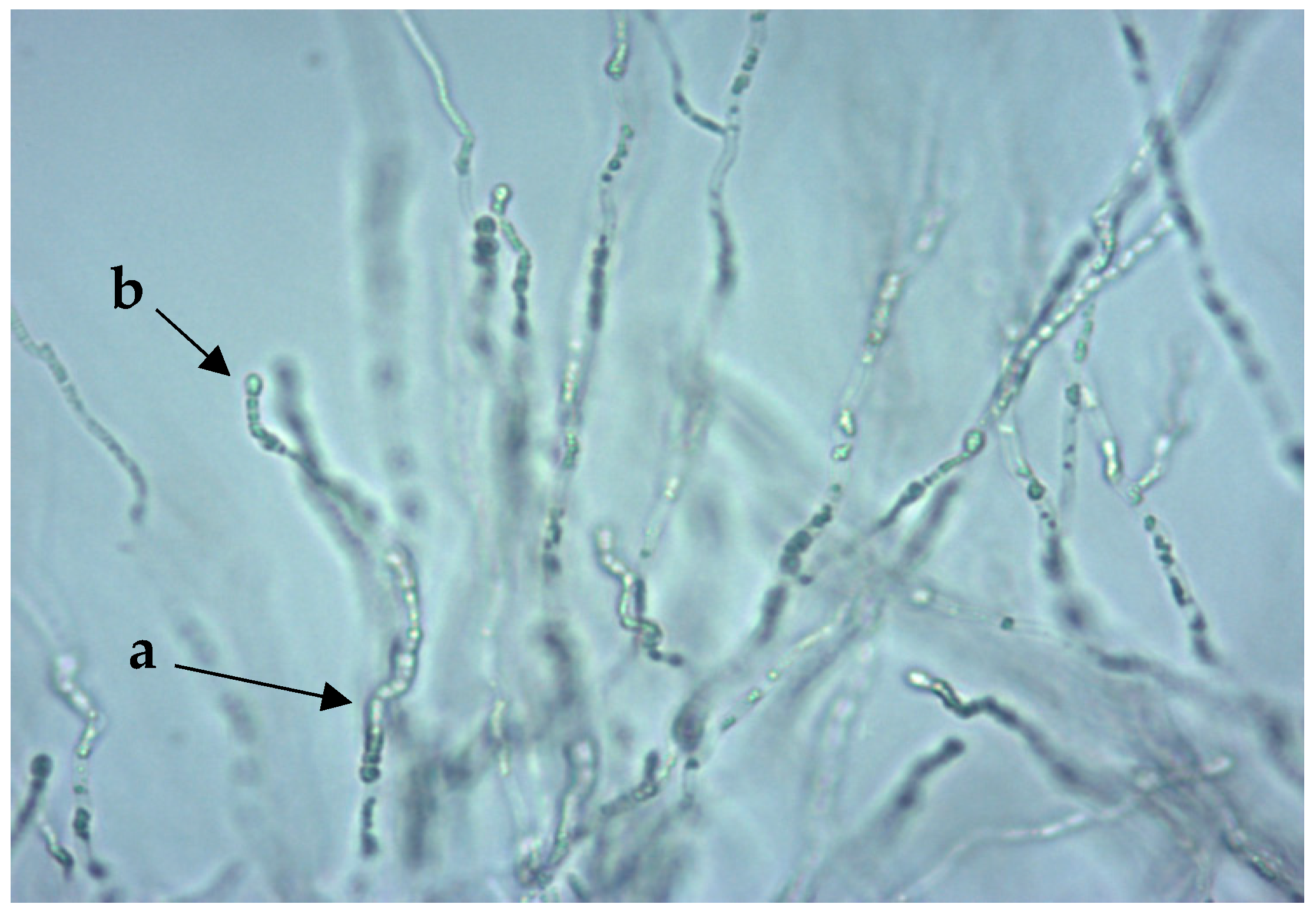 Jof 06 00337 g002 Jof 06 00337 g002