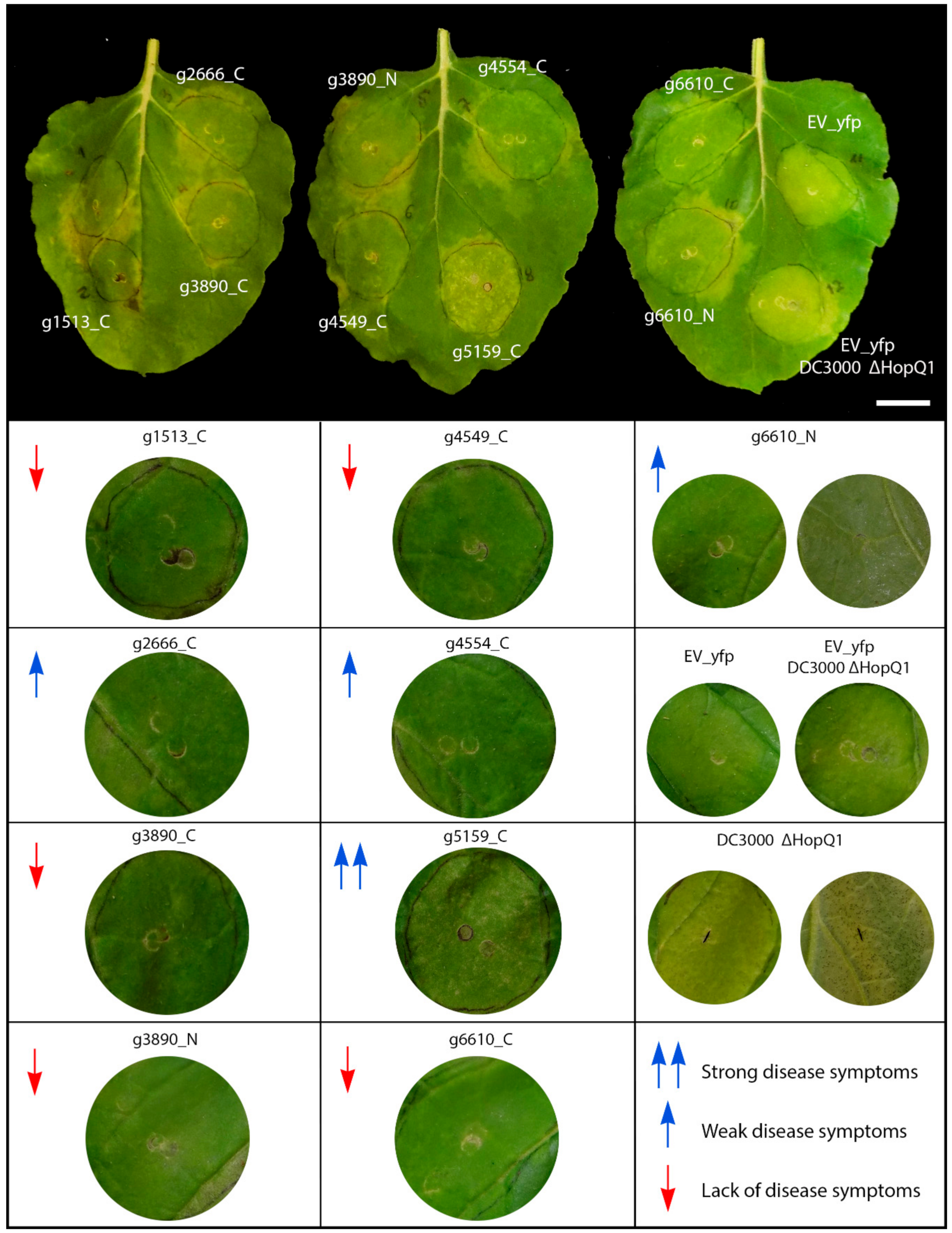 Jof 06 00339 g004 Jof 06 00339 g004