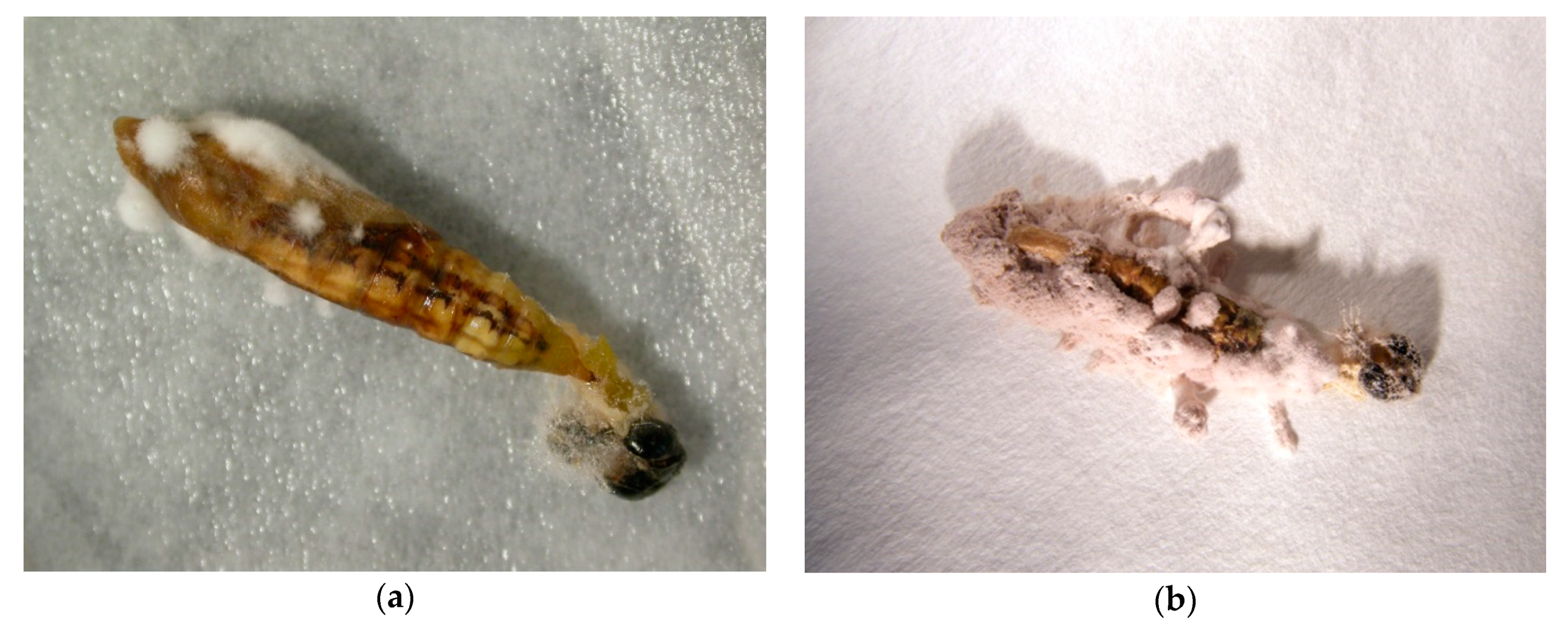 Jof 06 00342 g001 Jof 06 00342 g001