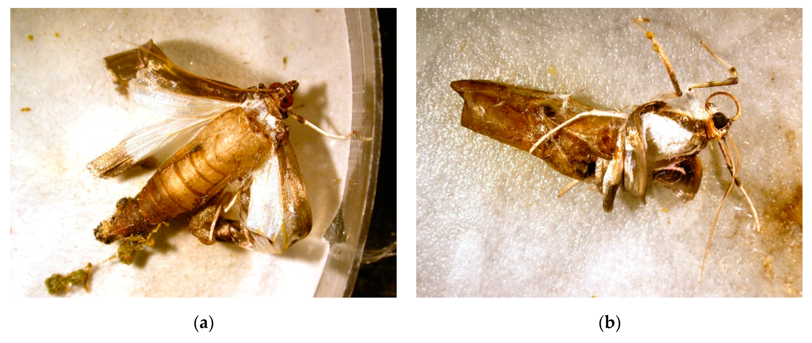 Jof 06 00342 g002 Jof 06 00342 g002