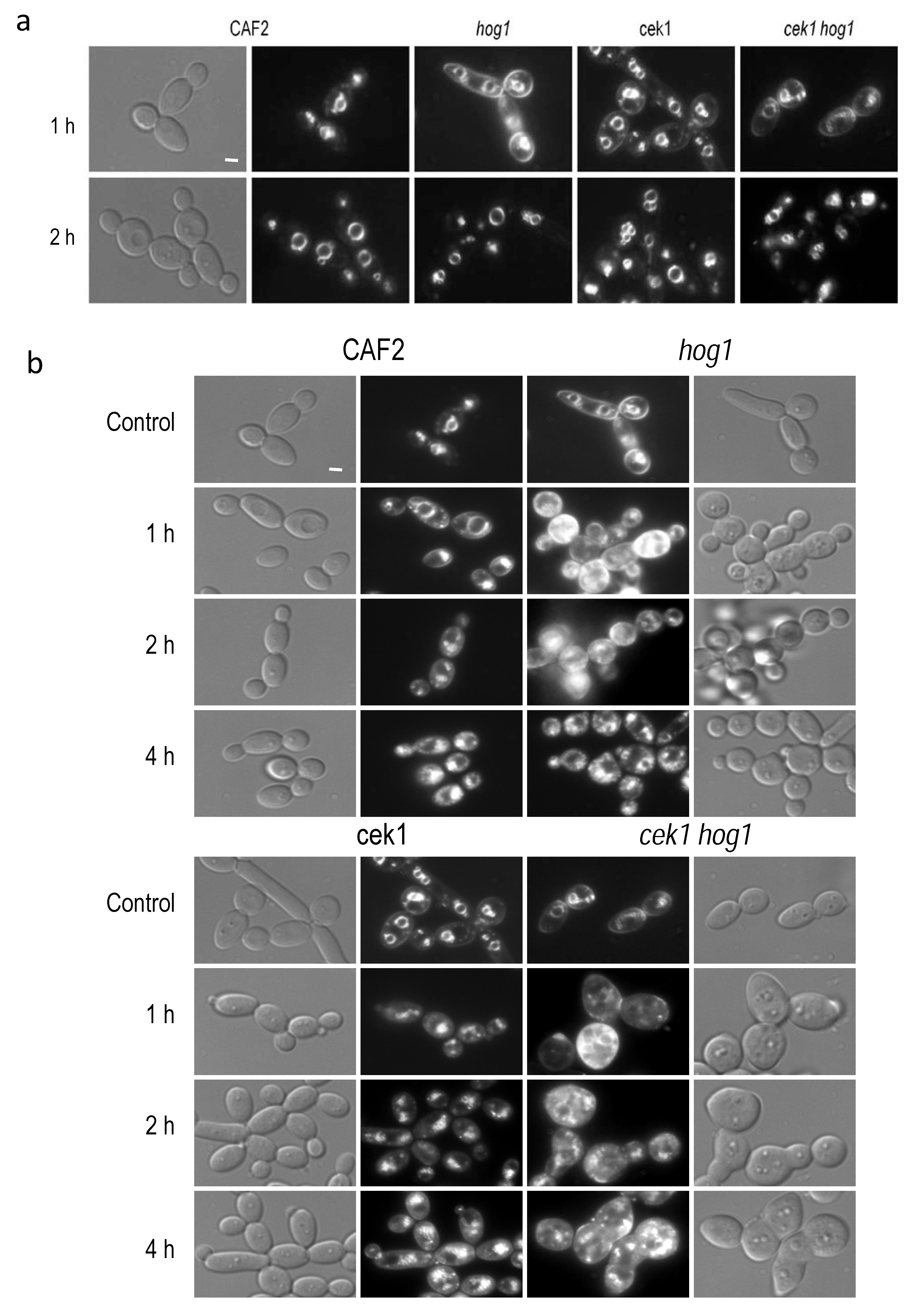 Jof 06 00355 g003 Jof 06 00355 g003