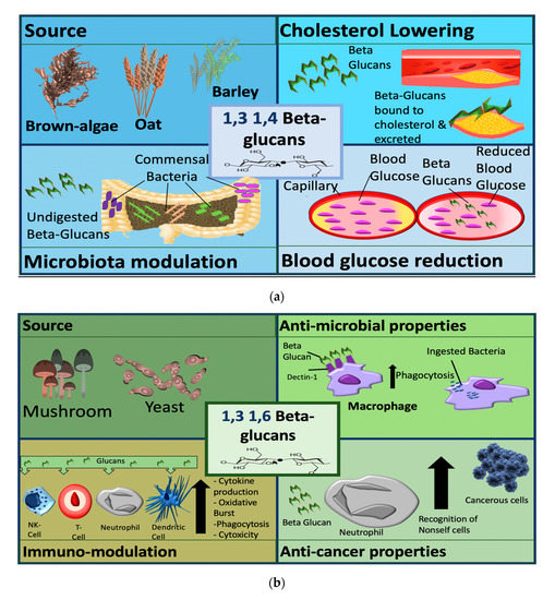 JoF Free FullText βGlucan Metabolic and Immunomodulatory