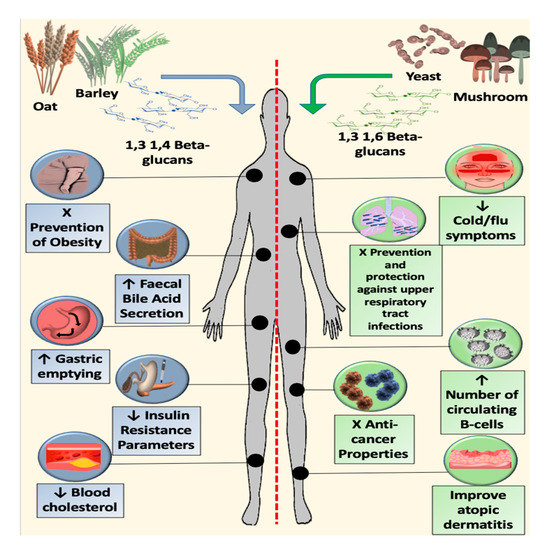 β-Glucan Metabolic and Immunomodulatory Properties and Potential for  Clinical Application