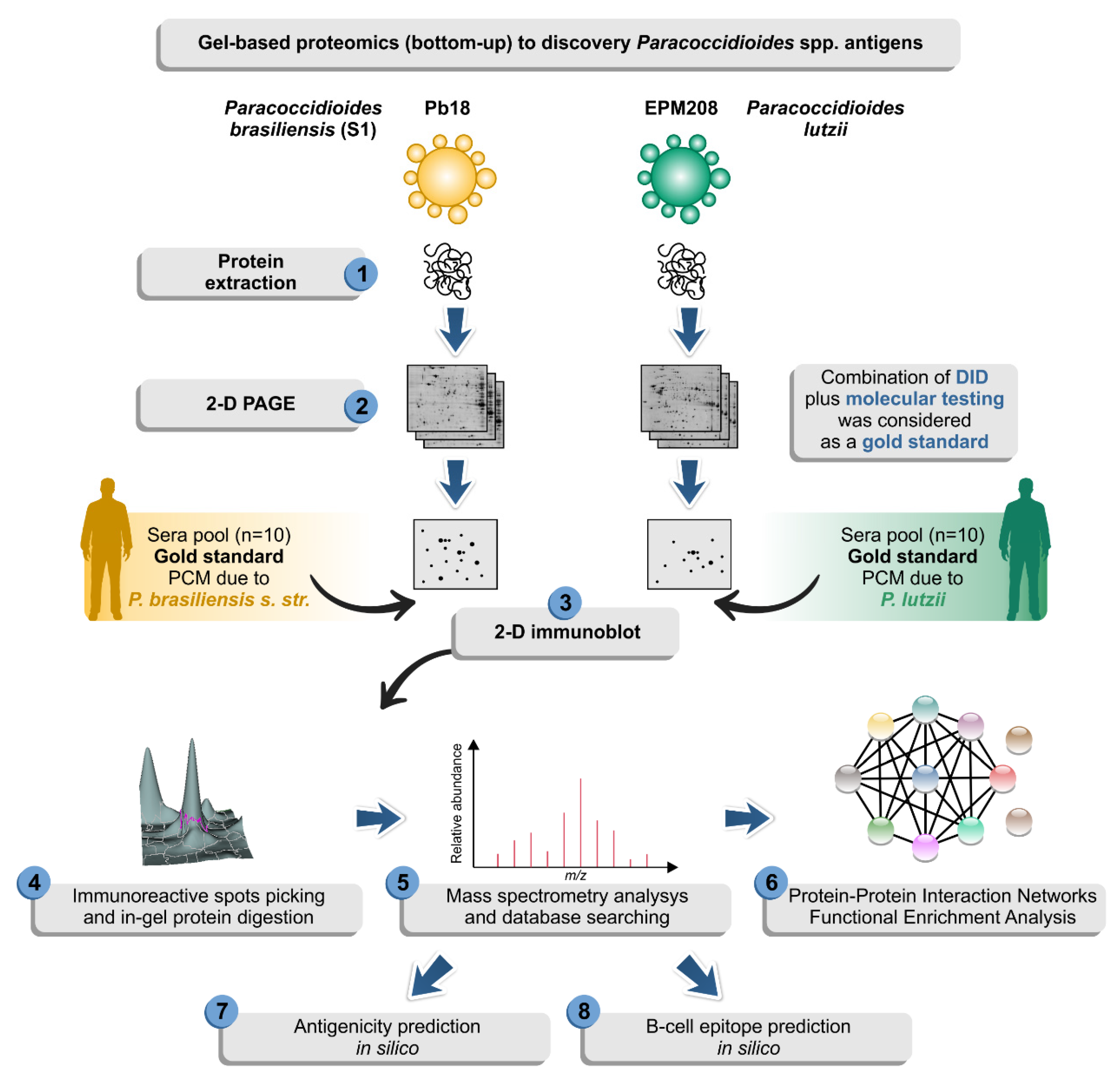 JoF Free Full-Text Immunoproteomic Analysis Reveals Novel Candidate Antigens for the Diagnosis of Paracoccidioidomycosis Due to Paracoccidioides lutzii picture