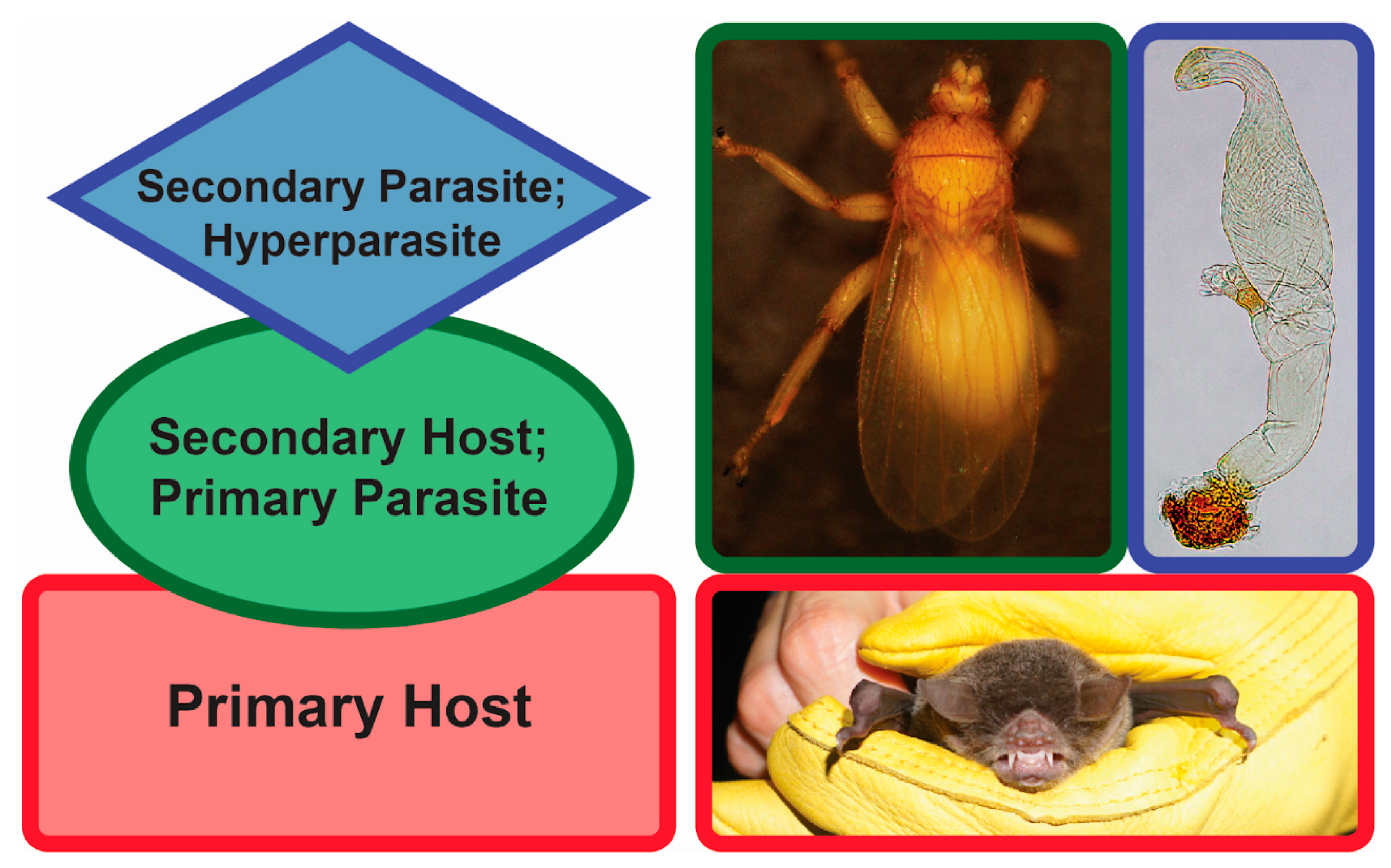 27+ 94 percent animals hatched from eggs information