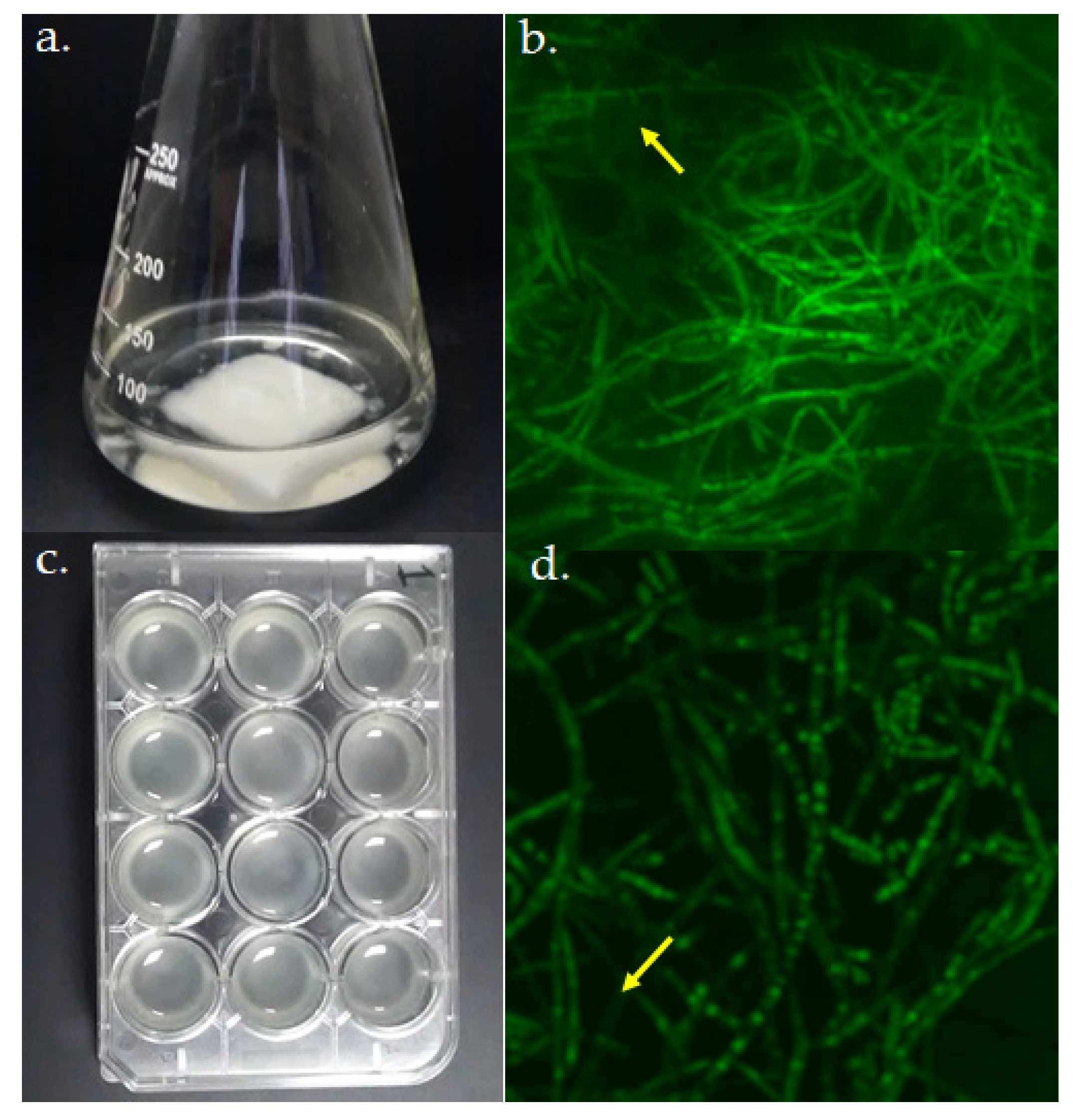 Jof 06 00376 g002 Jof 06 00376 g002