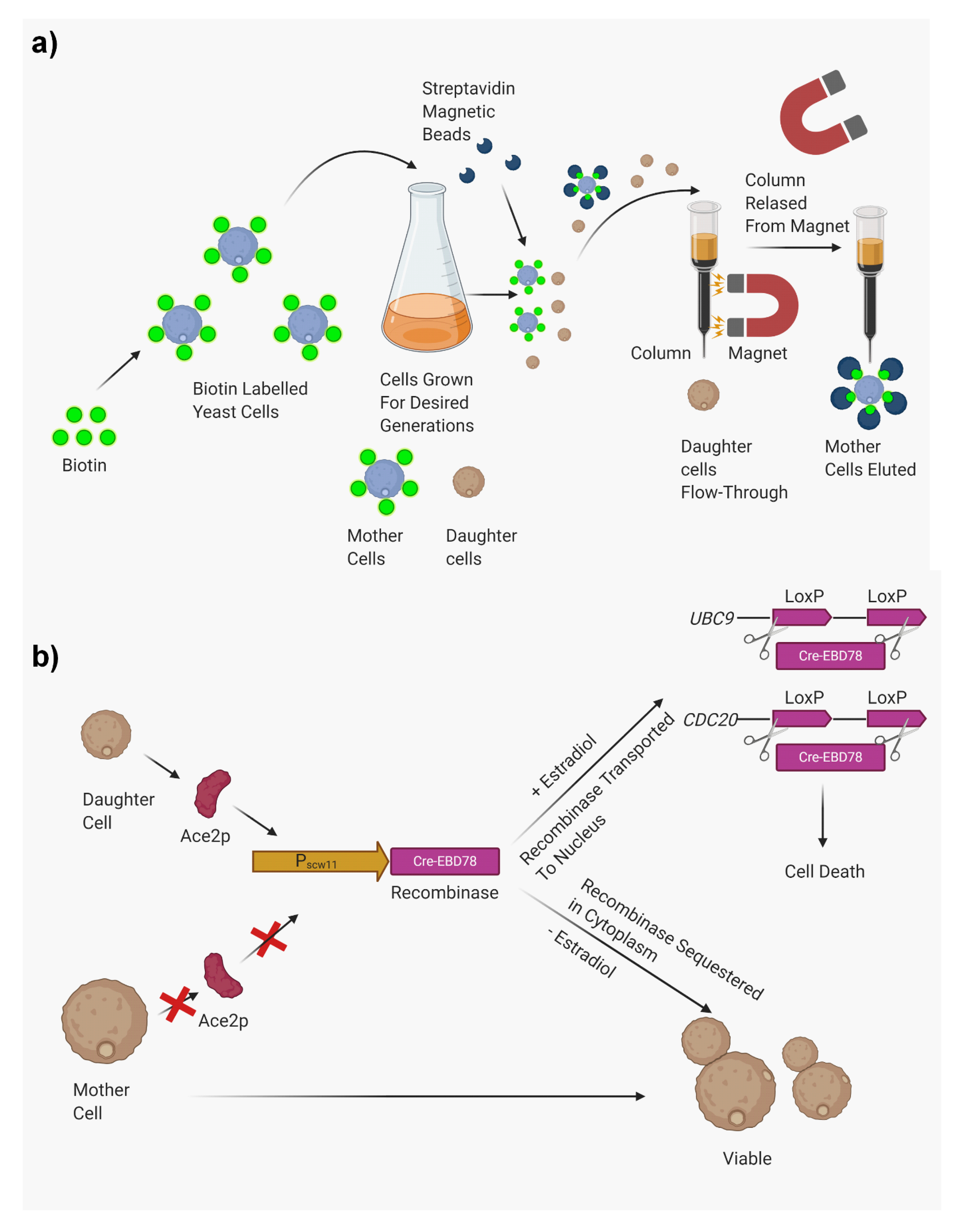 Jof 07 00006 g003 Jof 07 00006 g003