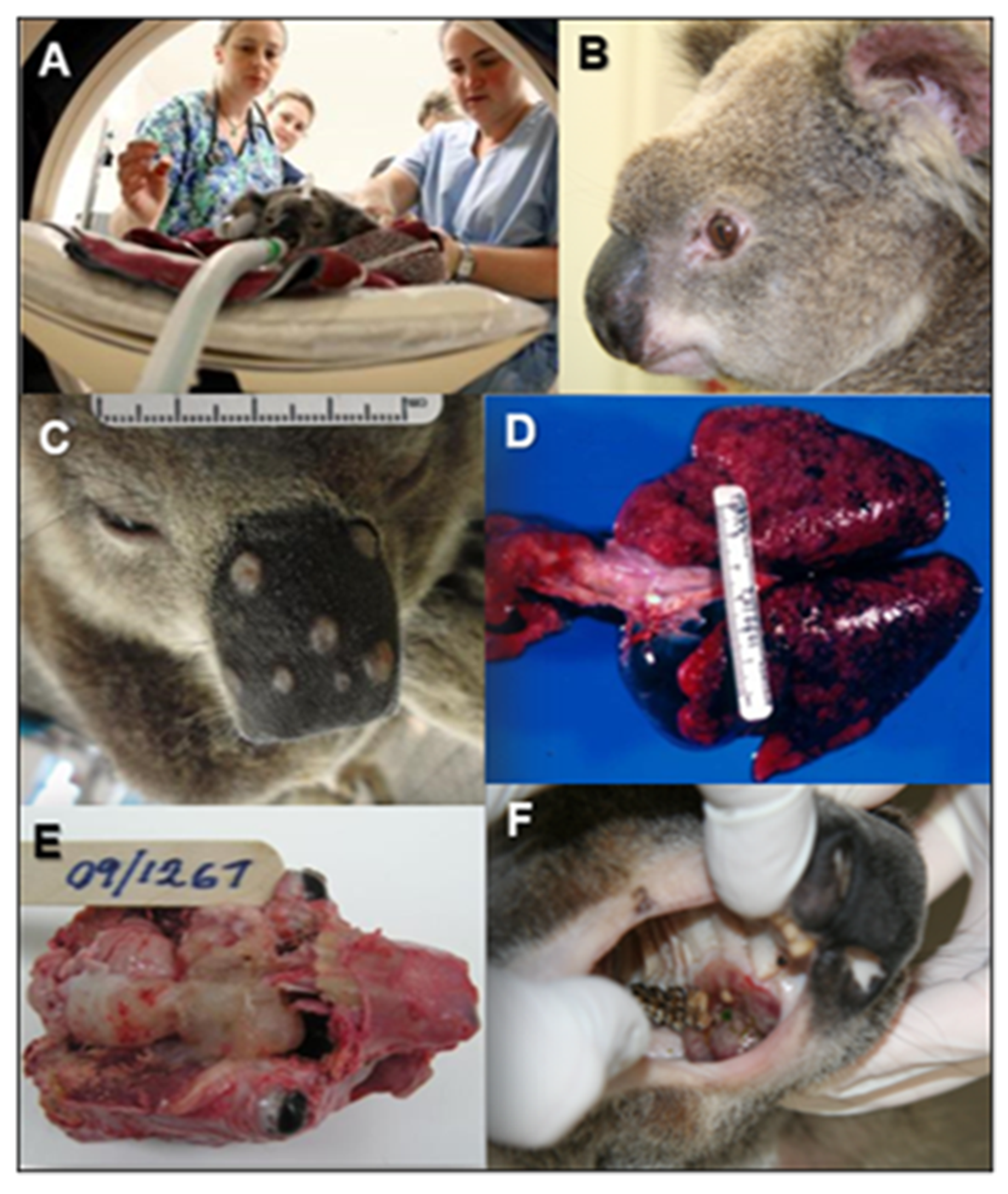 Jof 07 00029 g004 Jof 07 00029 g004