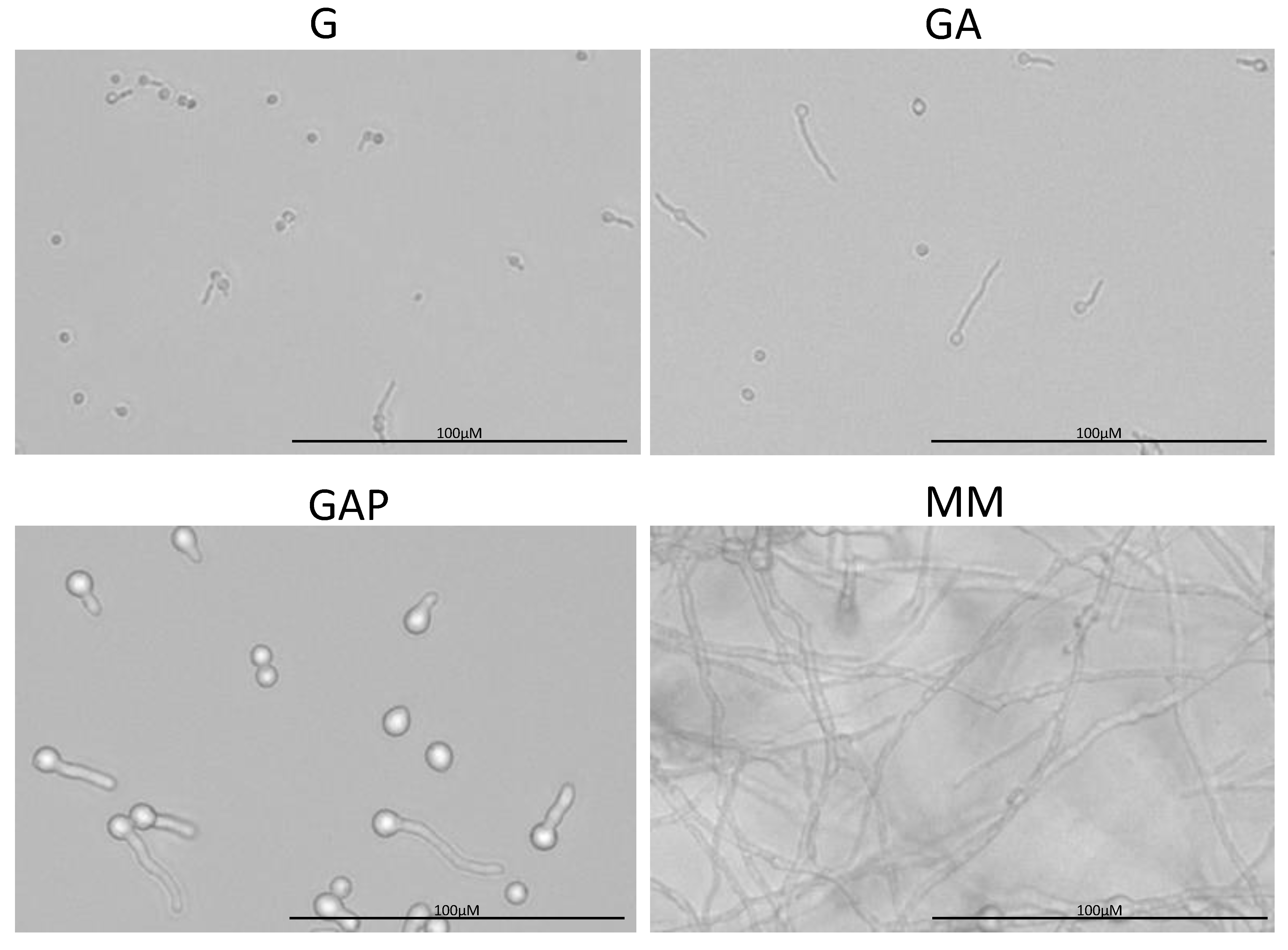 Jof 07 00030 g003 Jof 07 00030 g003