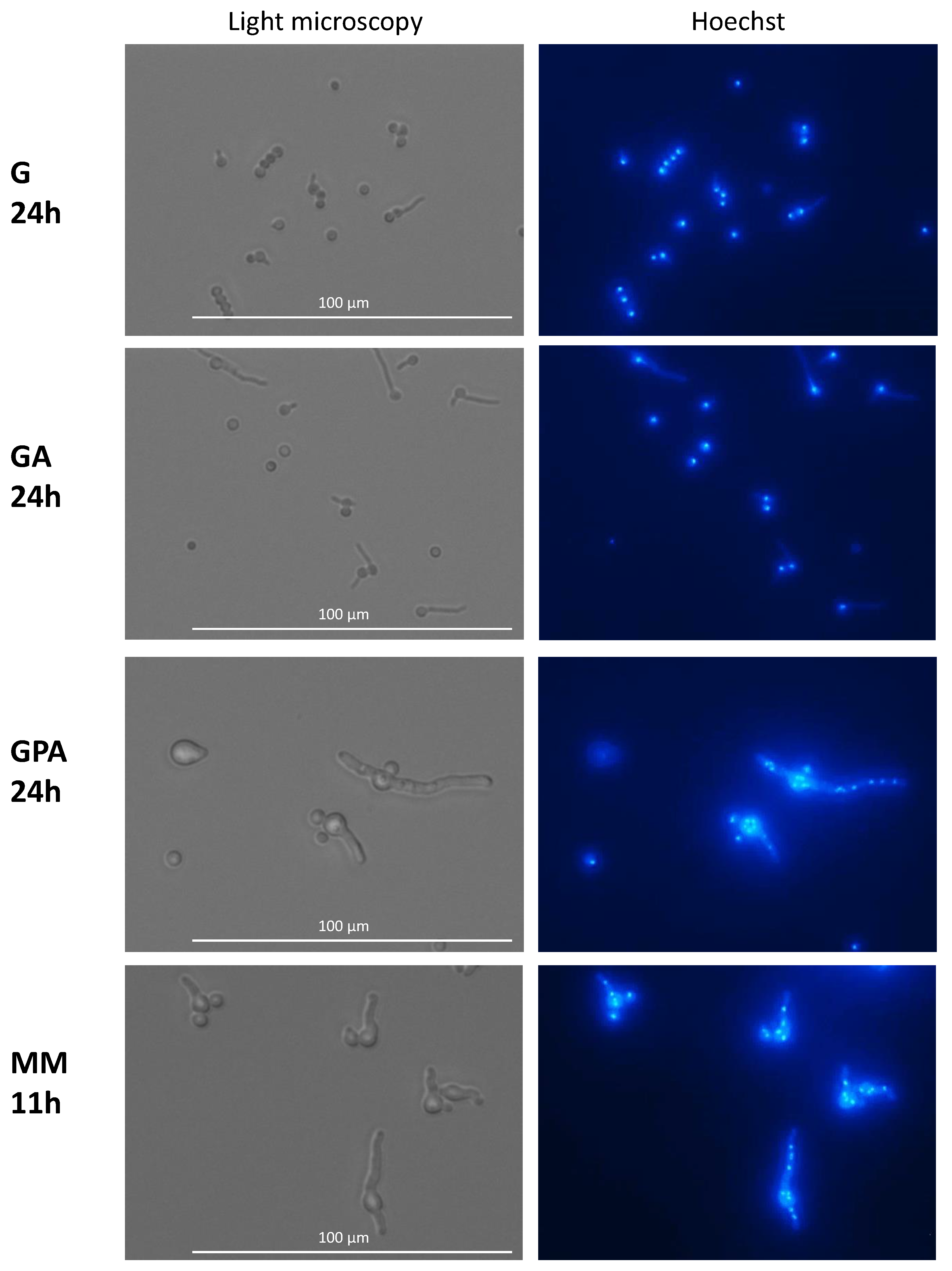 Jof 07 00030 g006 Jof 07 00030 g006