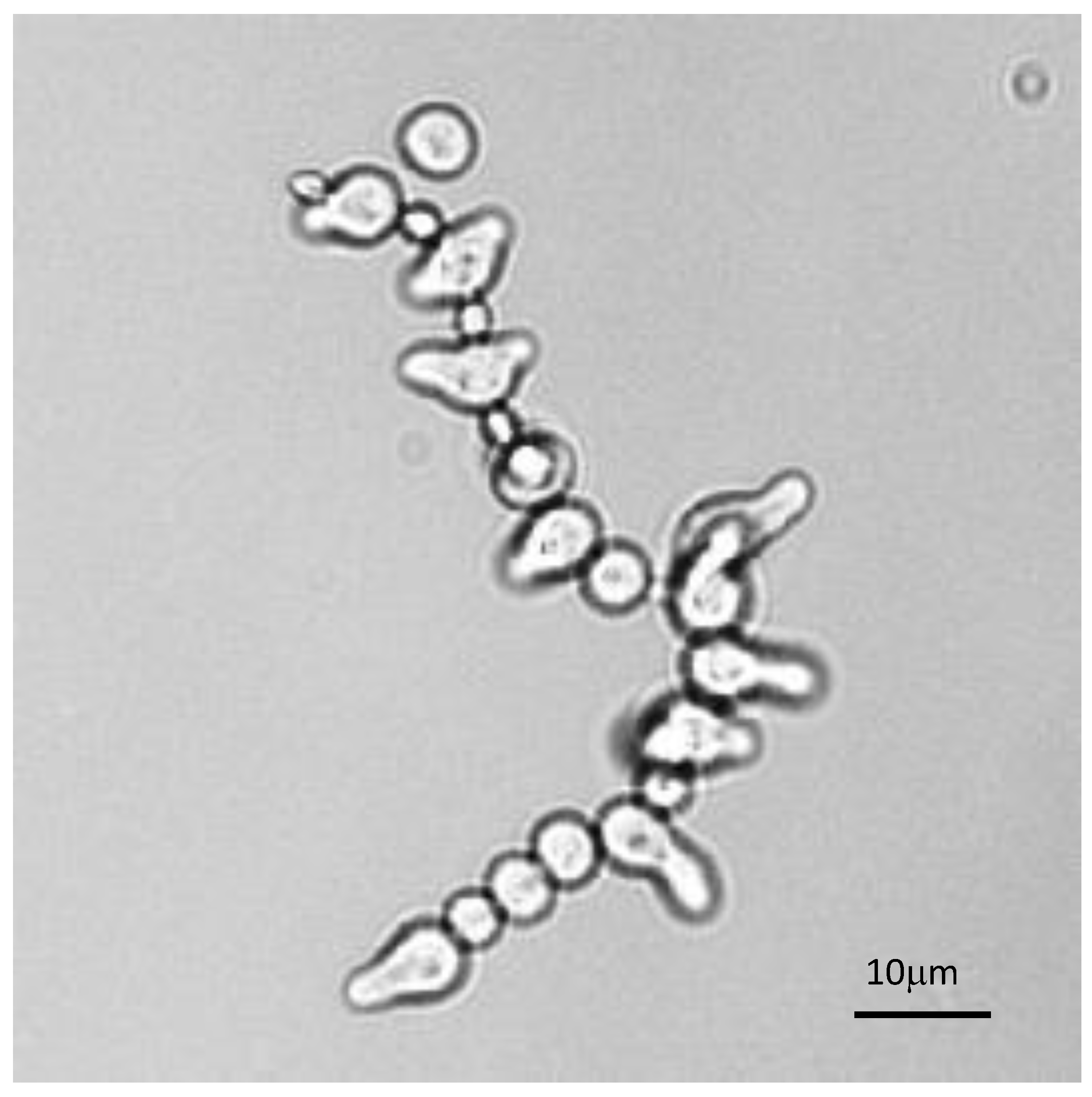 Jof 07 00030 g009 Jof 07 00030 g009