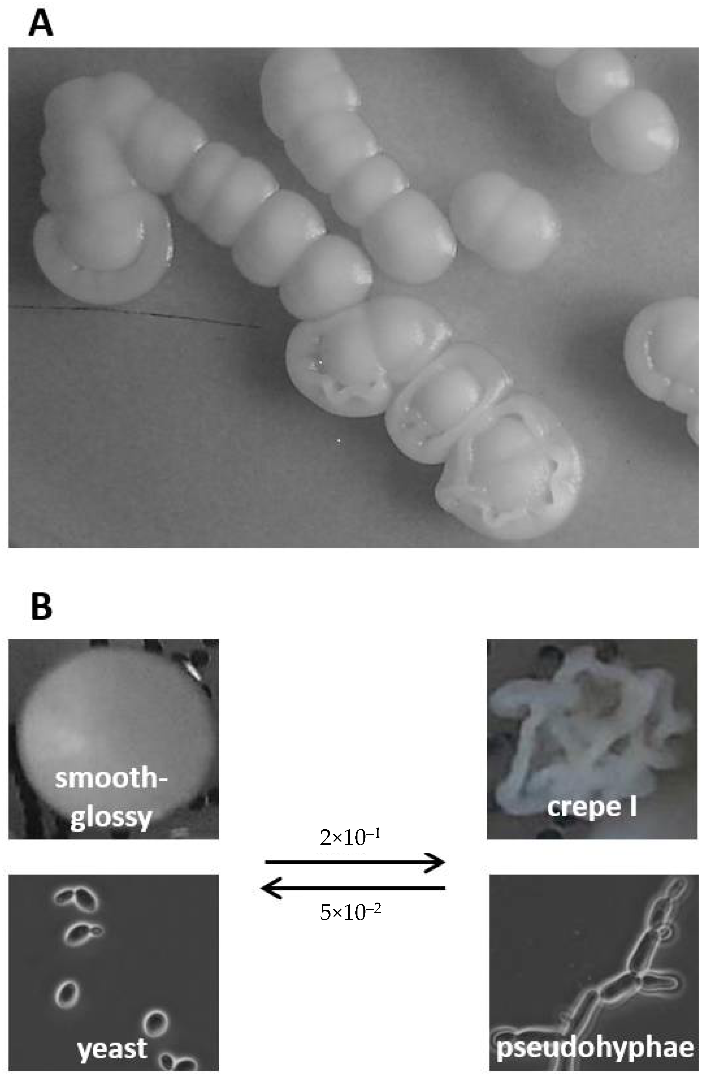 JoF Free Full Text Candida parapsilosis Colony Morphotype