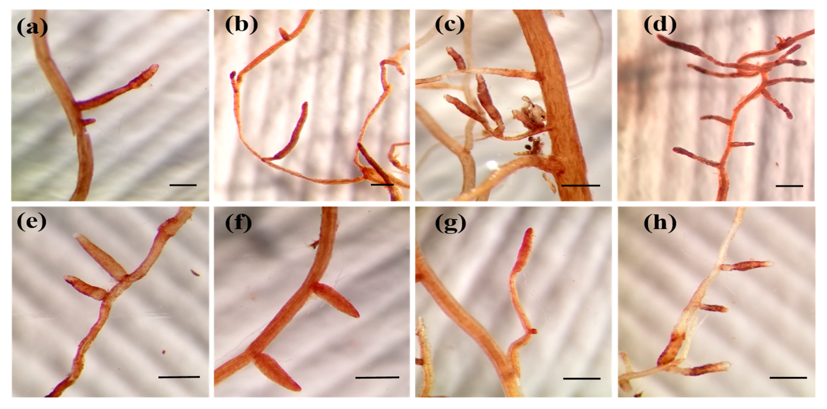 Jof 07 00035 g002 Jof 07 00035 g002