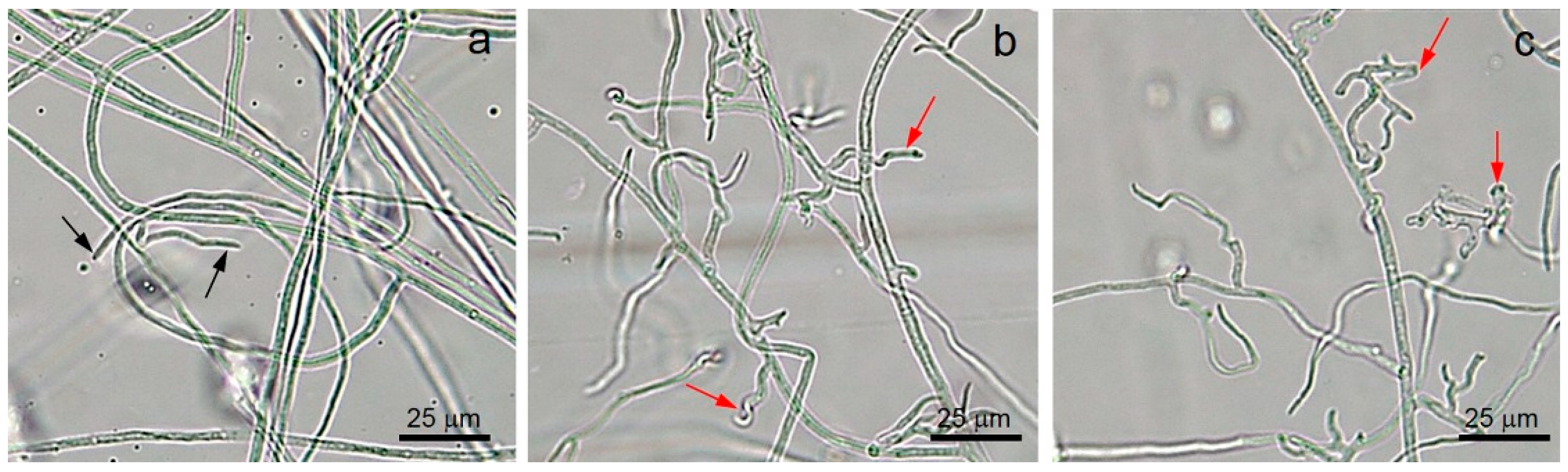 Jof 07 00046 g006 Jof 07 00046 g006