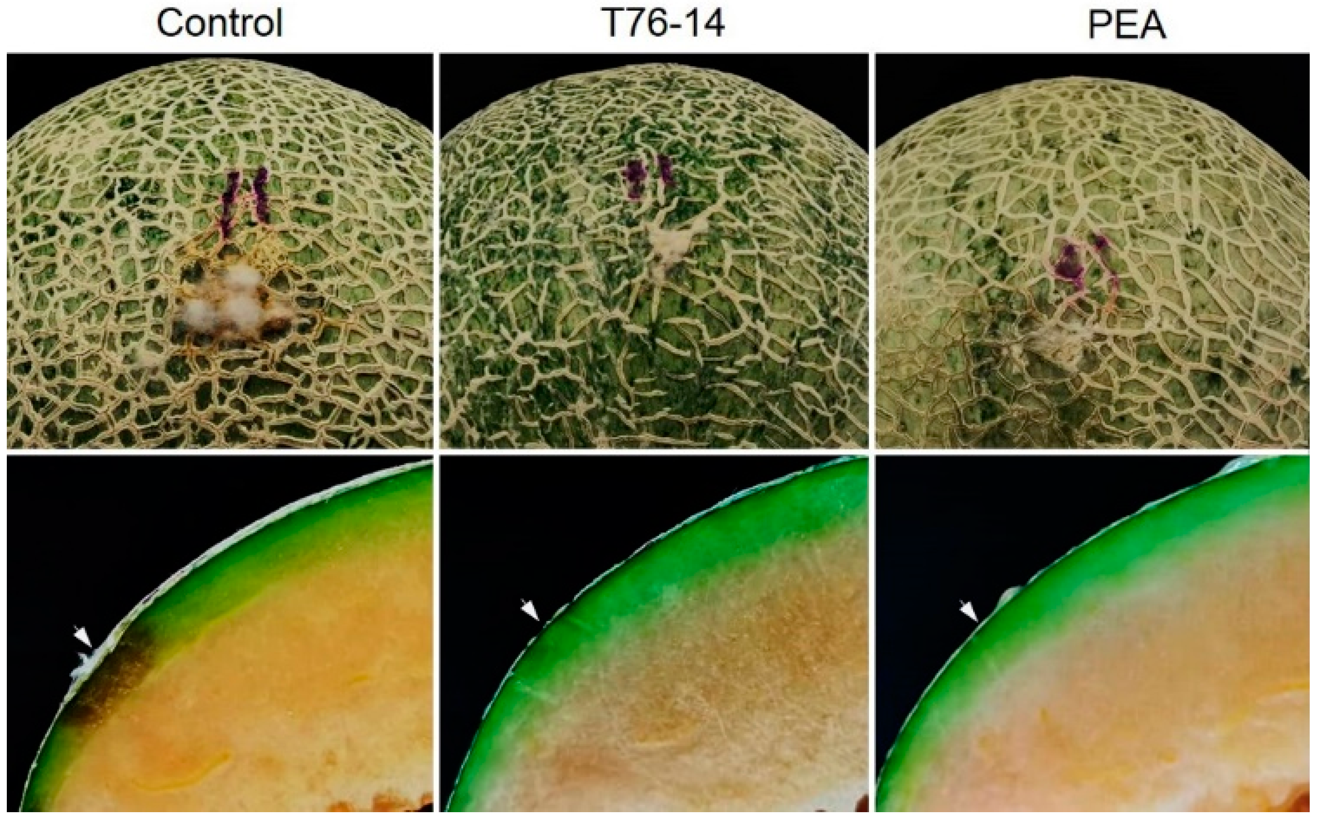 Jof 07 00046 g007 Jof 07 00046 g007