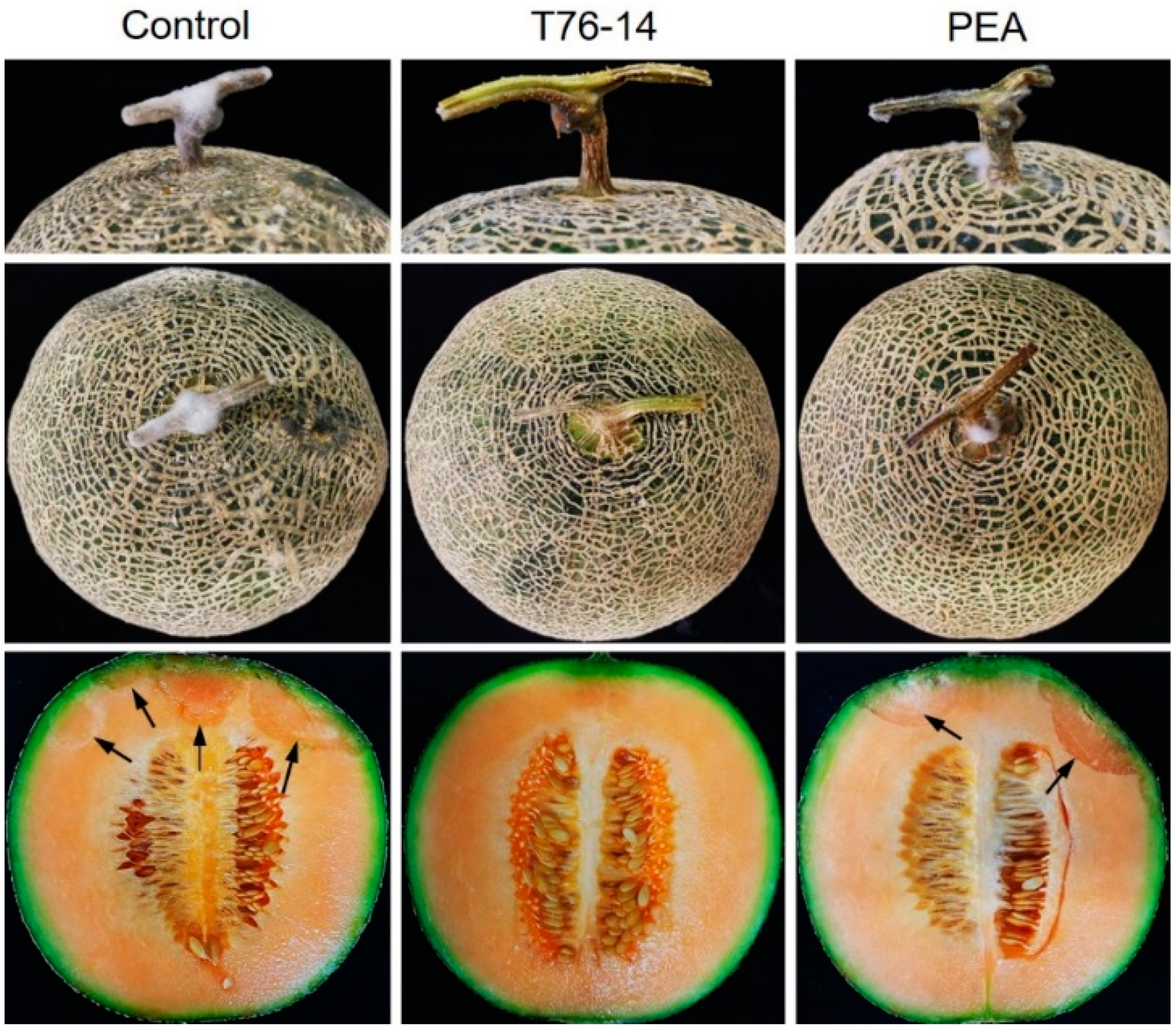 Jof 07 00046 g009 Jof 07 00046 g009