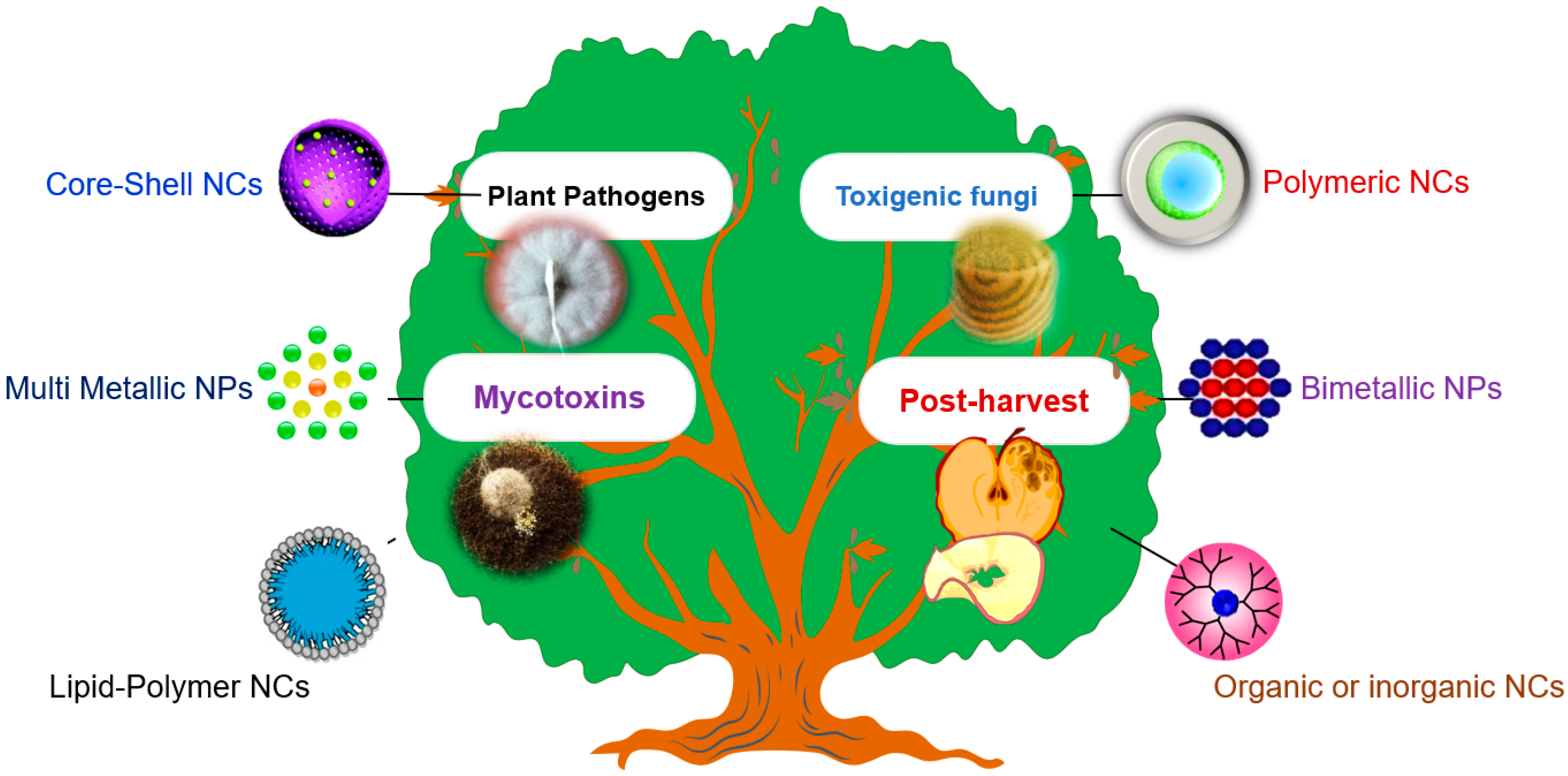 Jof 07 00048 g001 Jof 07 00048 g001