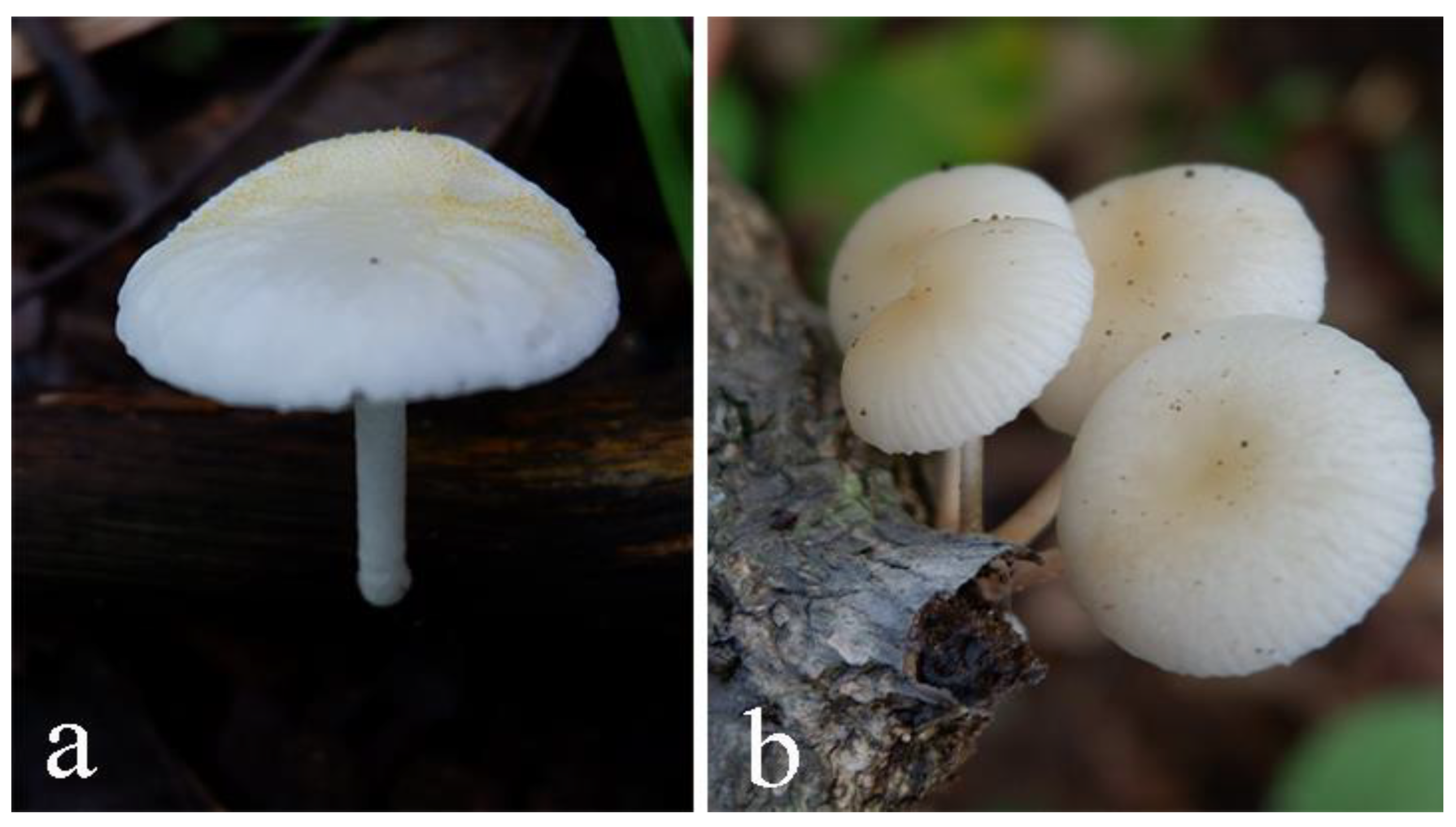 Top countries with the greatest number of reported Oudemansiella species.