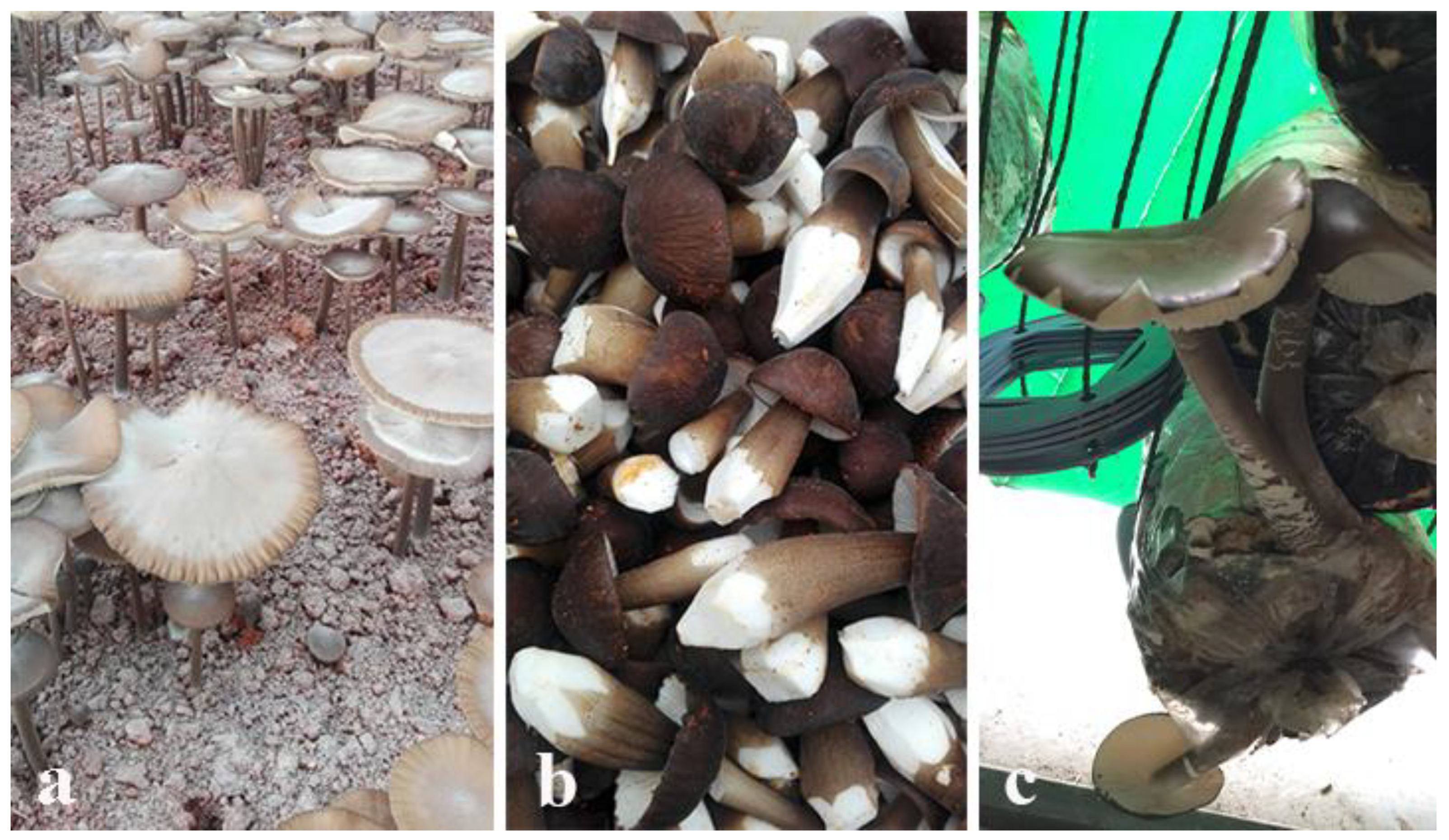 Jof 07 00051 g004 Jof 07 00051 g004