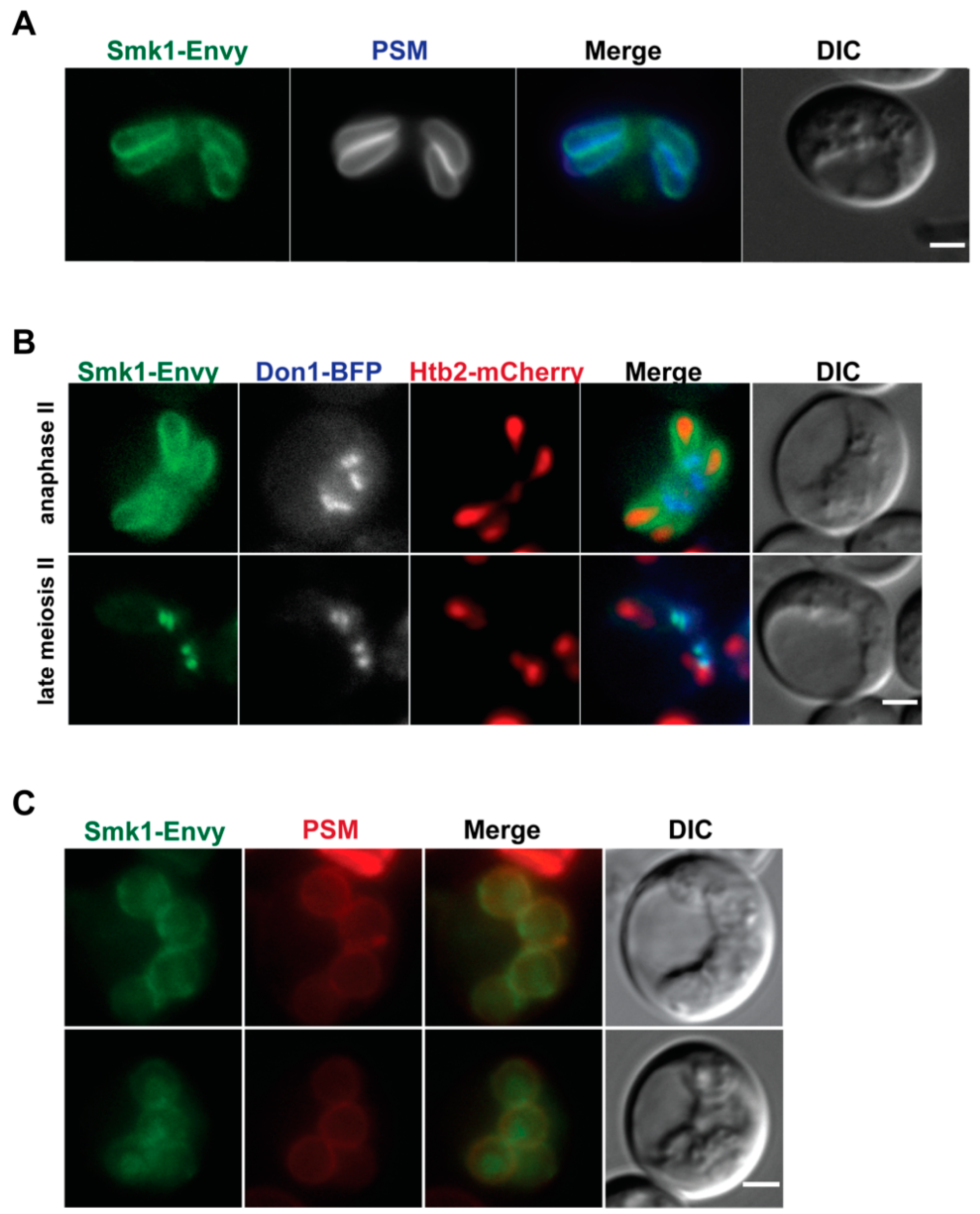 Jof 07 00053 g001 Jof 07 00053 g001