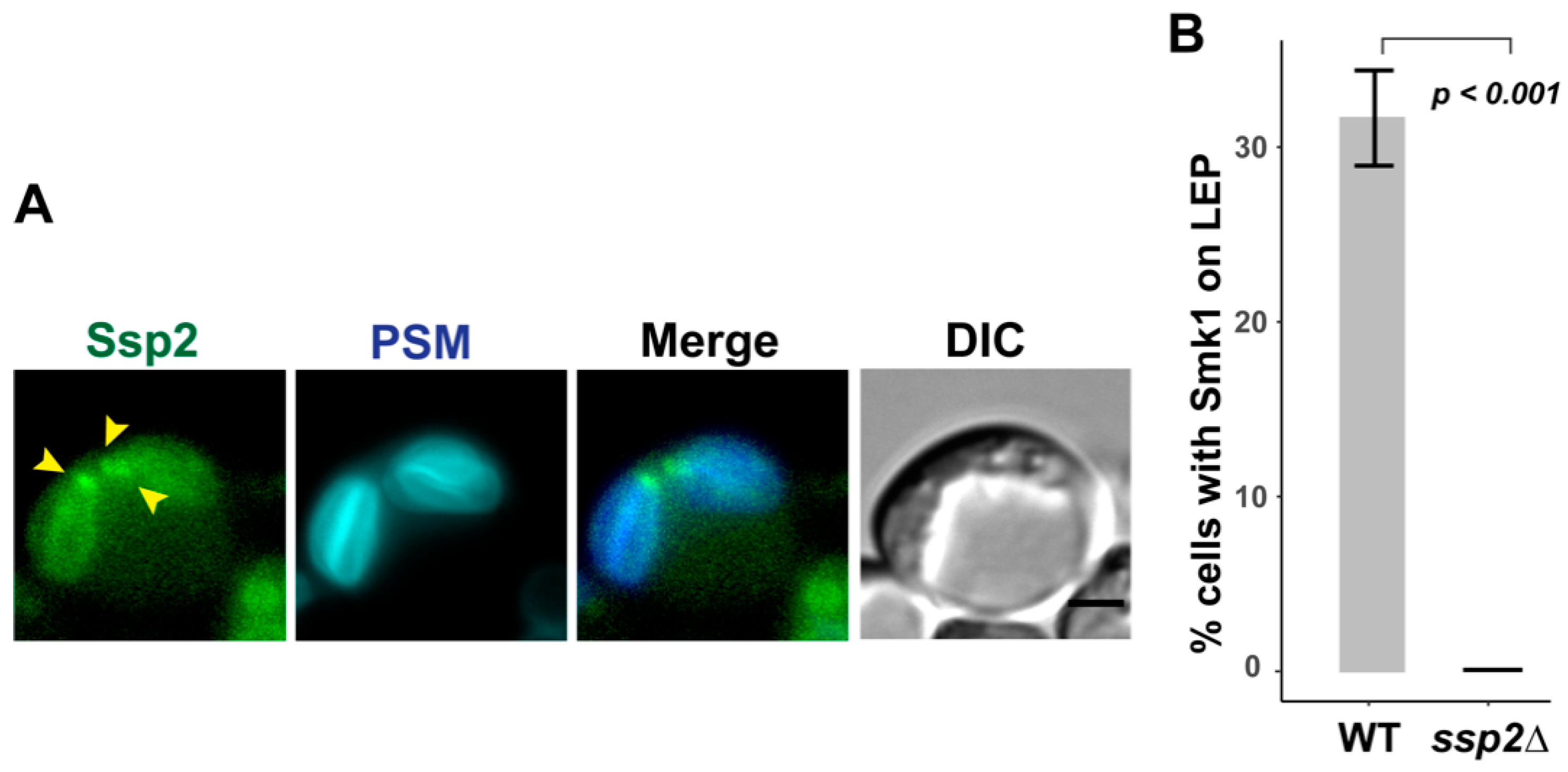 Jof 07 00053 g002 Jof 07 00053 g002