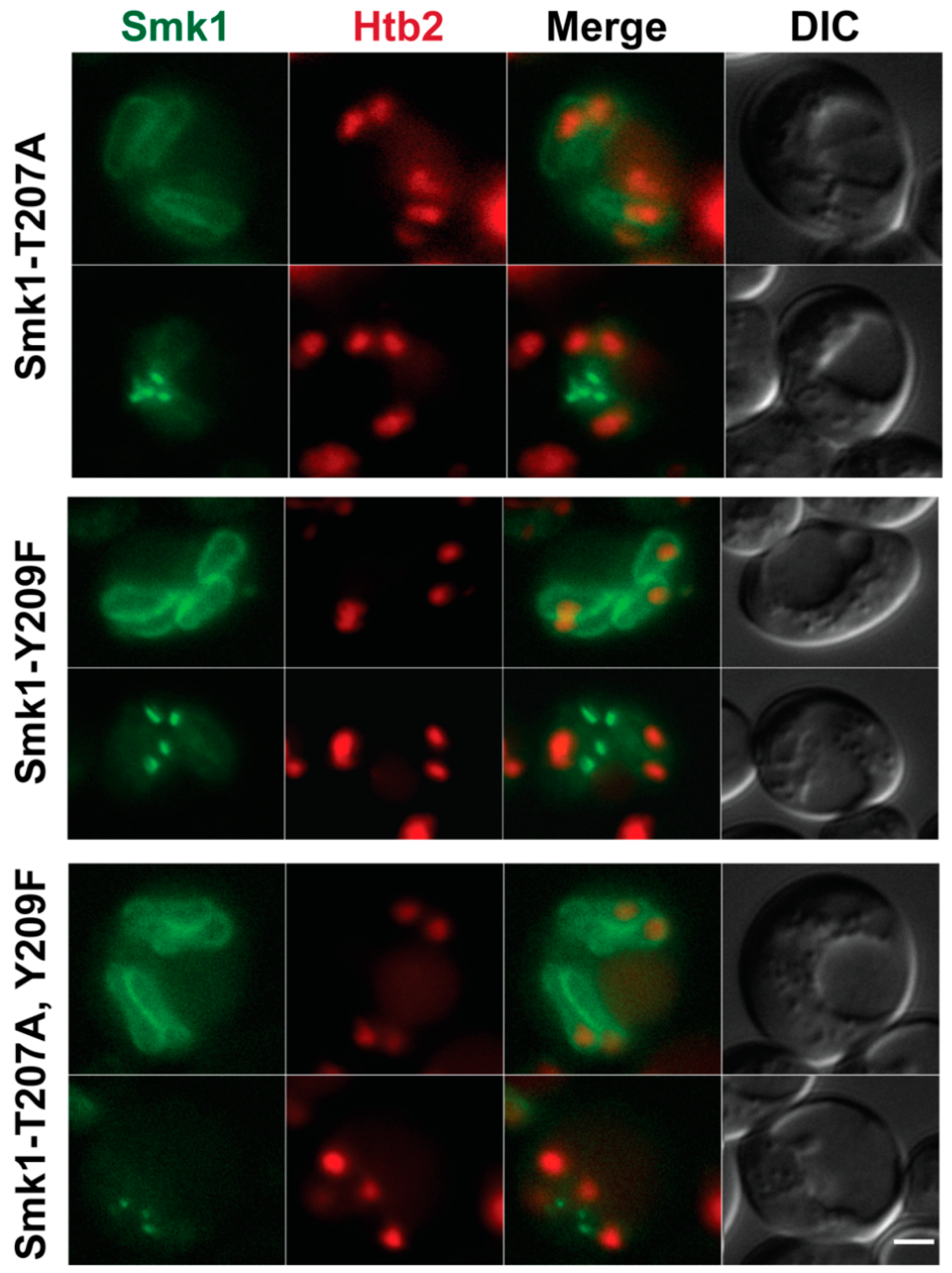 Jof 07 00053 g003 Jof 07 00053 g003
