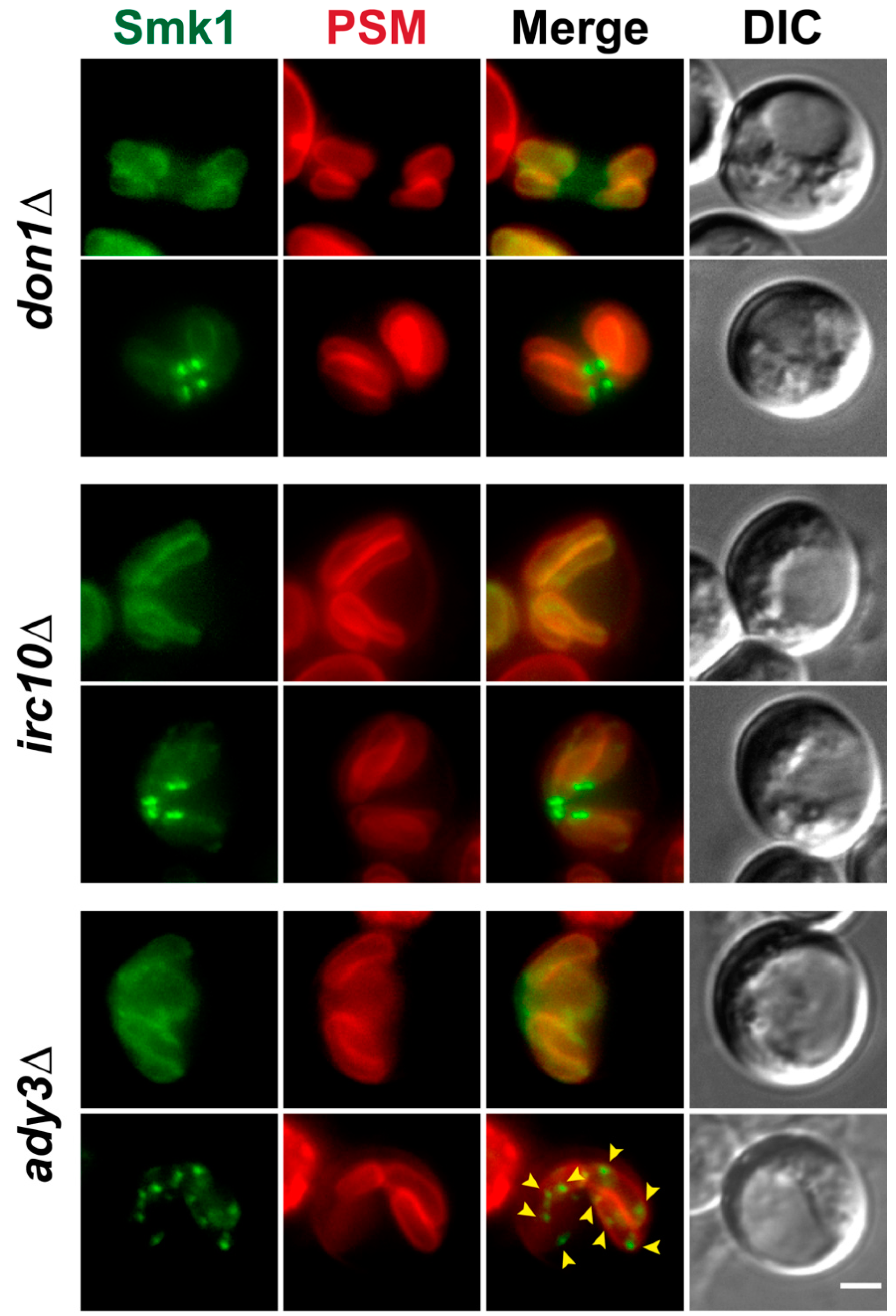 Jof 07 00053 g004 Jof 07 00053 g004