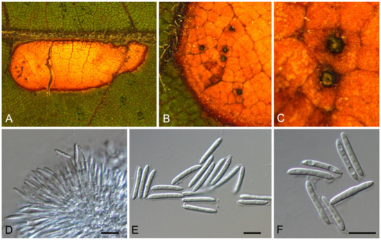 Identification and Characterization of Leaf-Inhabiting Fungi Identification and Characterization of Leaf-Inhabiting Fungi