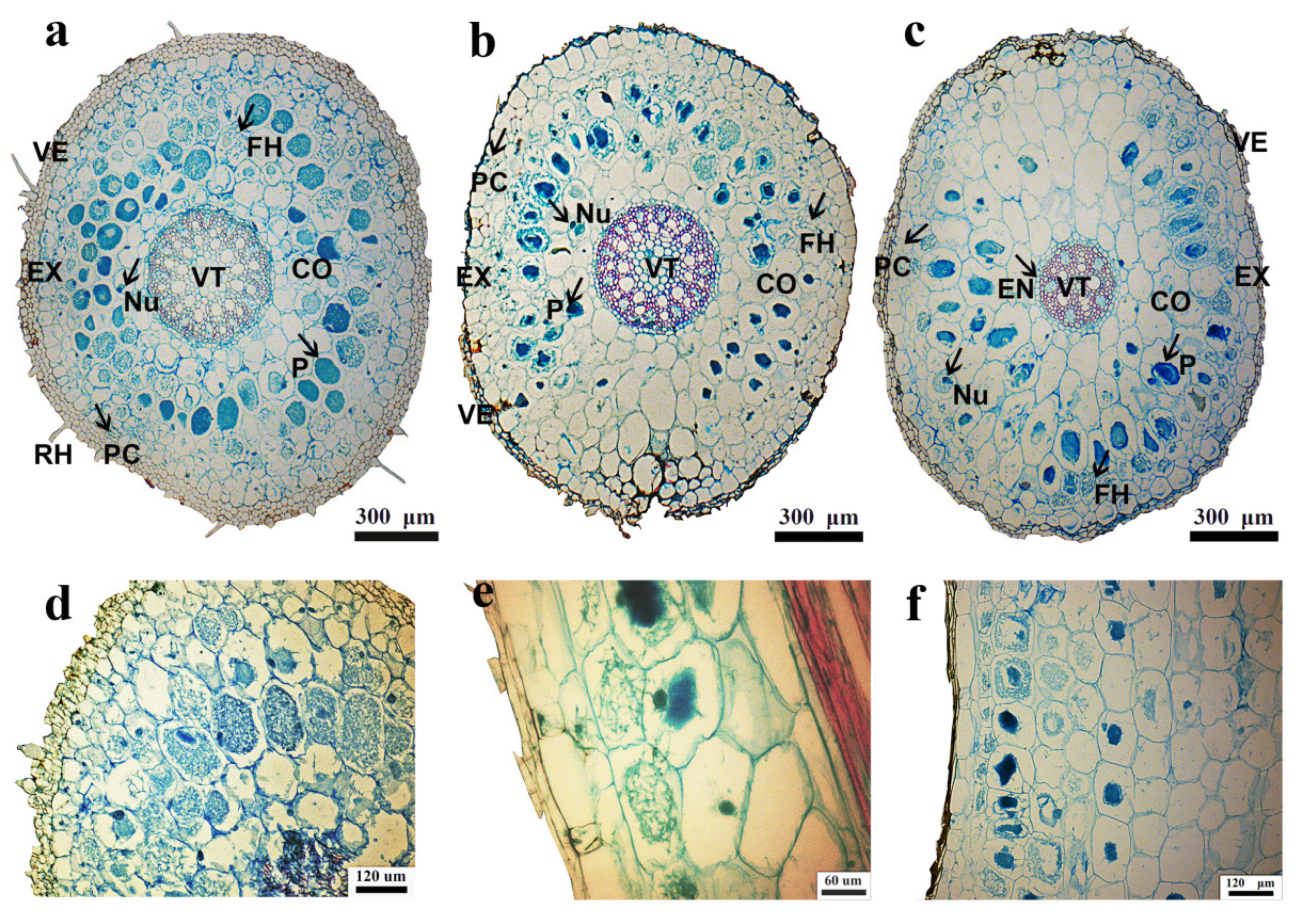 Root Endophytic Fungal Community and Carbon and Nitrogen Root Endophytic Fungal Community and Carbon and Nitrogen