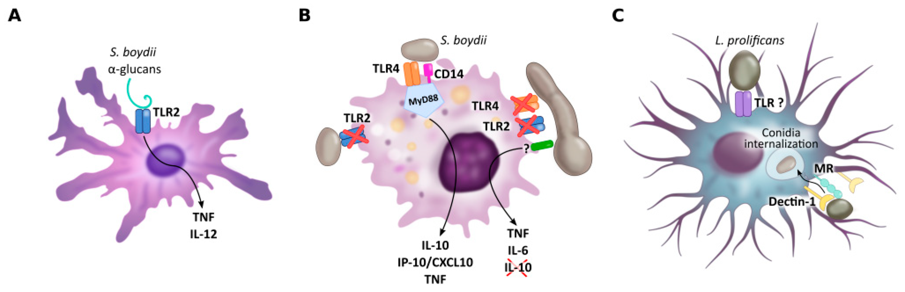 Jof 07 00075 g002 Jof 07 00075 g002