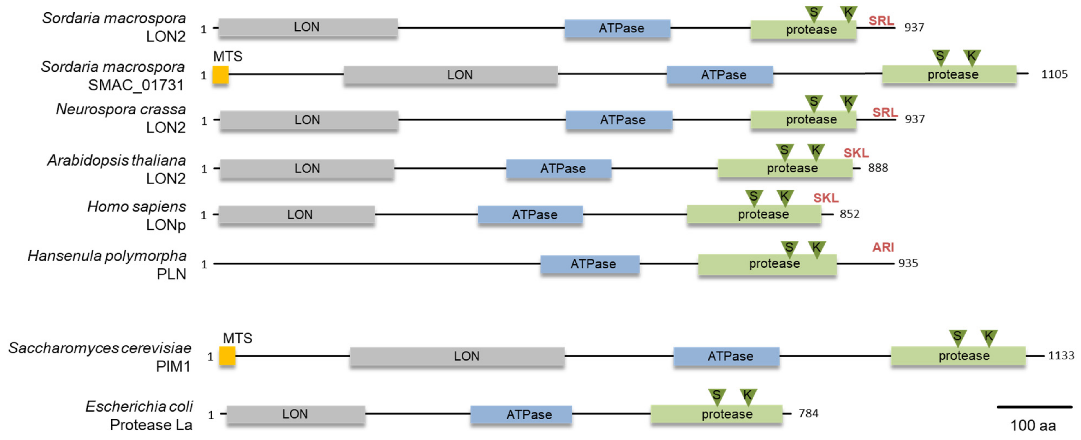 Jof 07 00082 g001 Jof 07 00082 g001