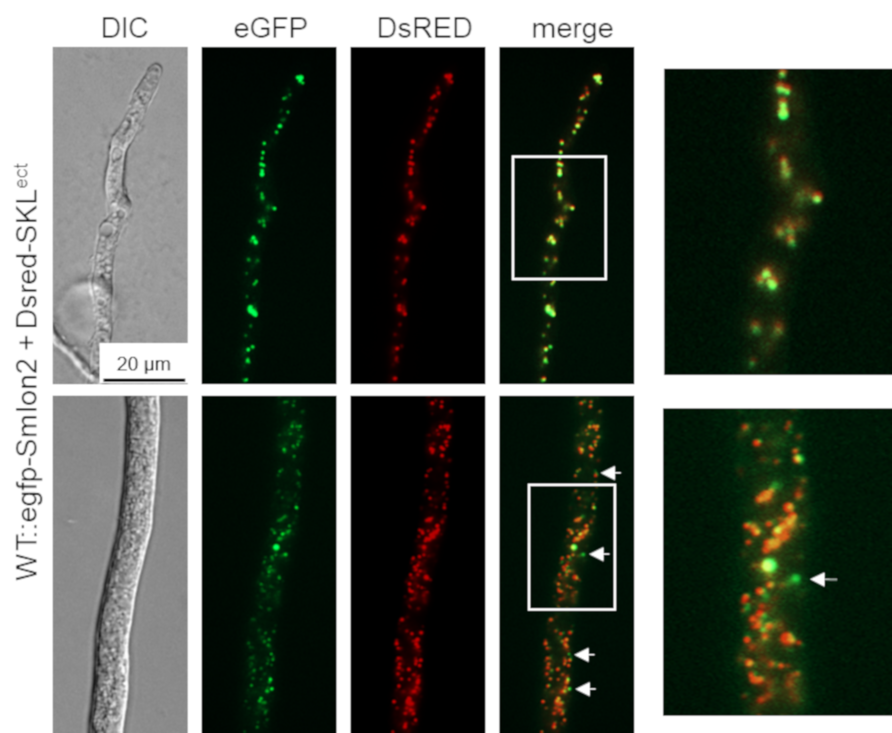 Jof 07 00082 g002 Jof 07 00082 g002