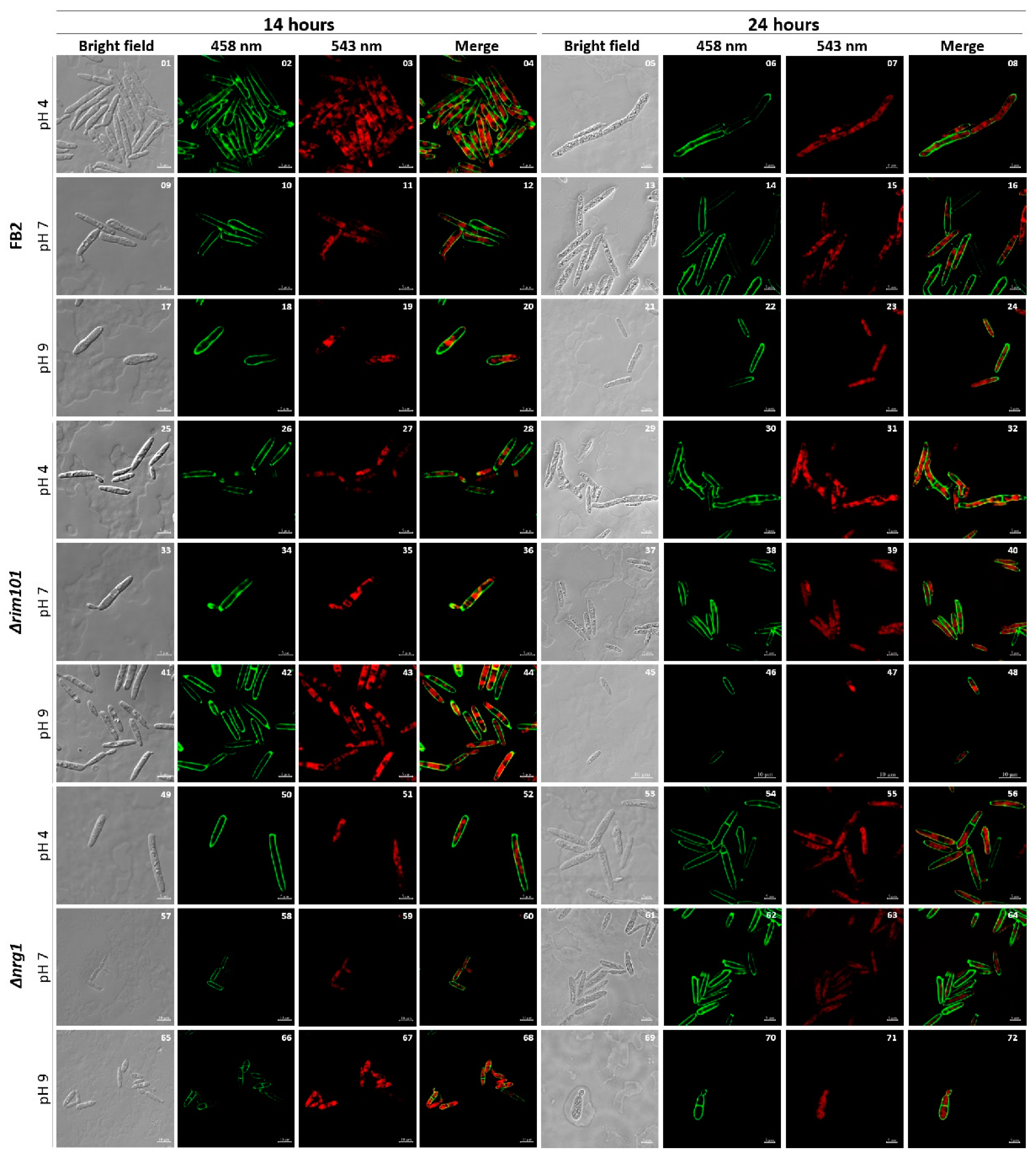 Jof 07 00091 g002 Jof 07 00091 g002