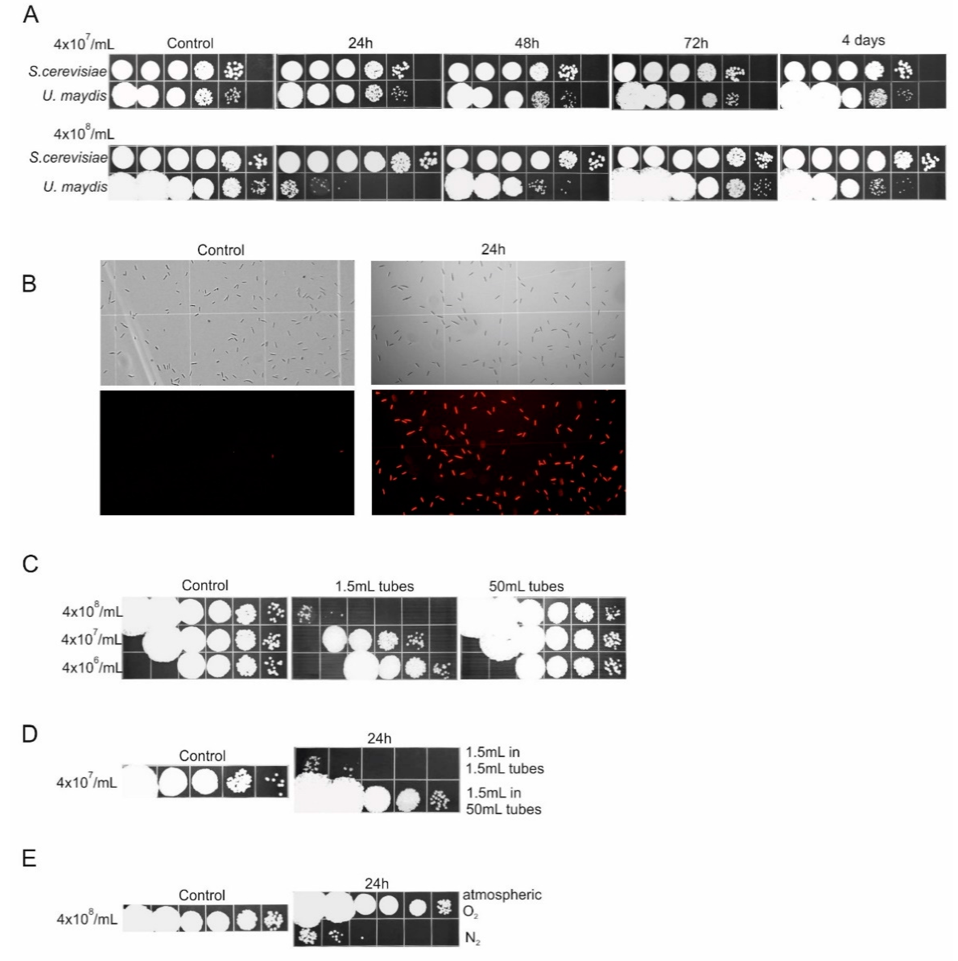 Jof 07 00092 g001 Jof 07 00092 g001