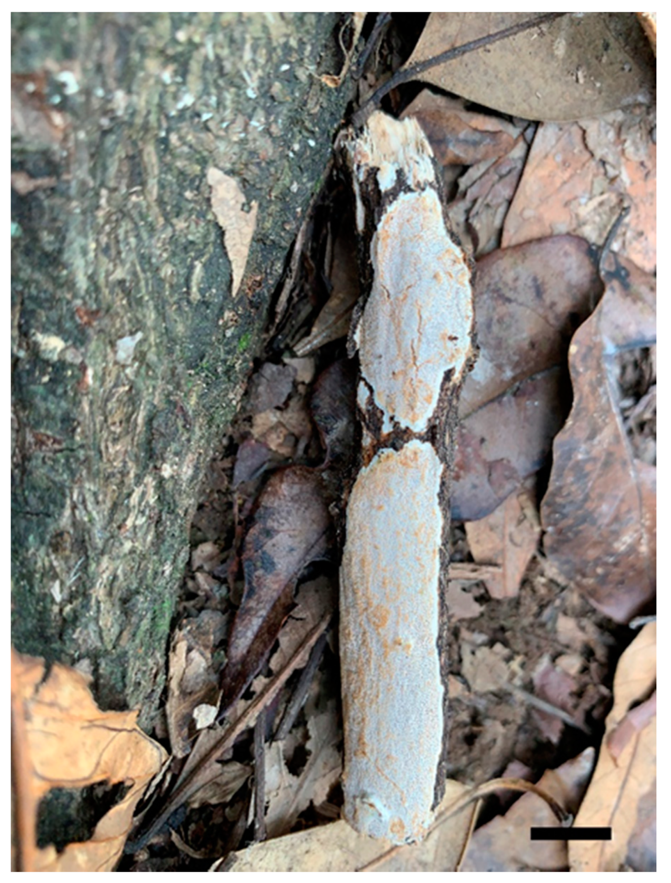 Jof 07 00096 g003 Jof 07 00096 g003