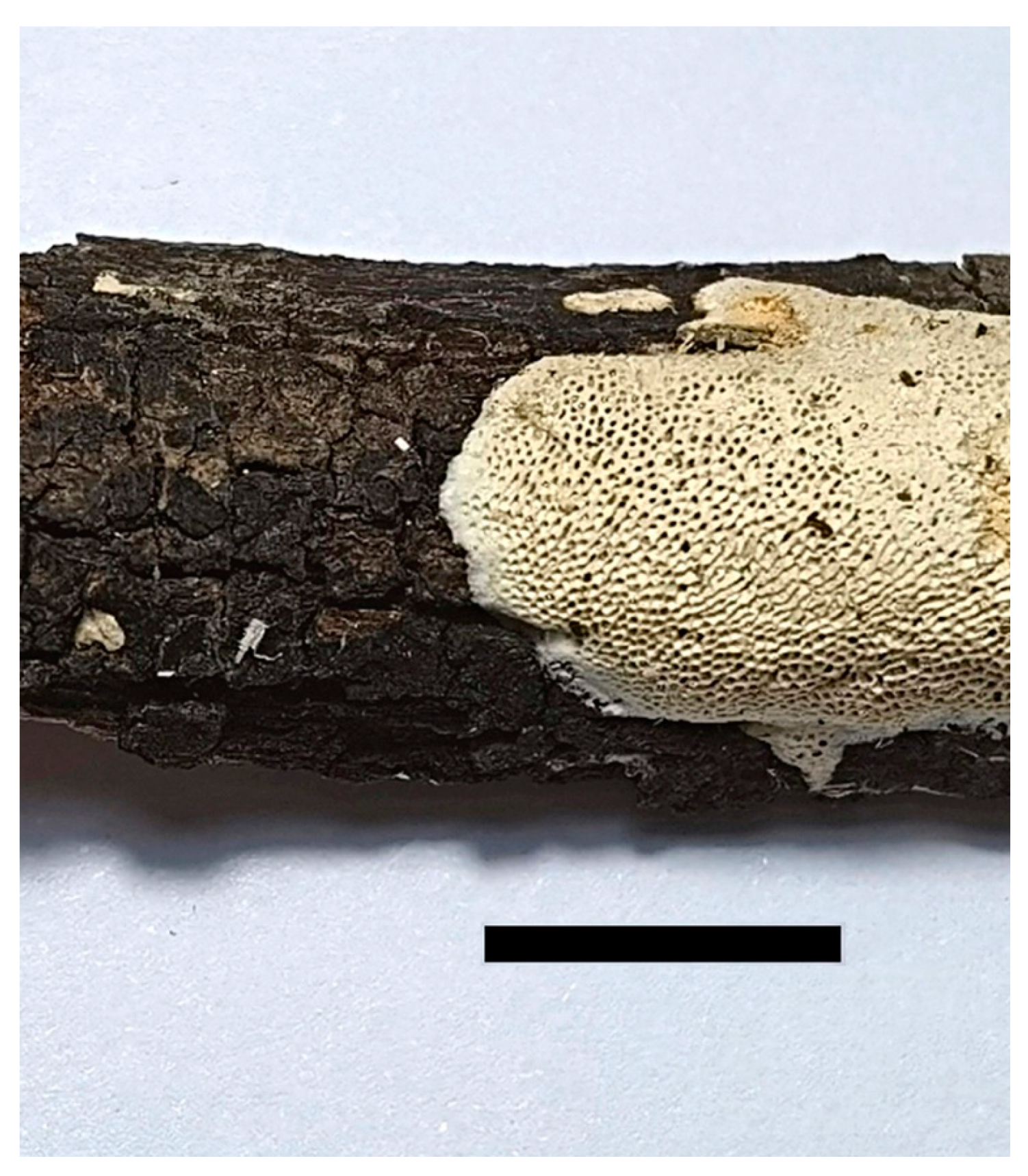 Jof 07 00096 g007 Jof 07 00096 g007